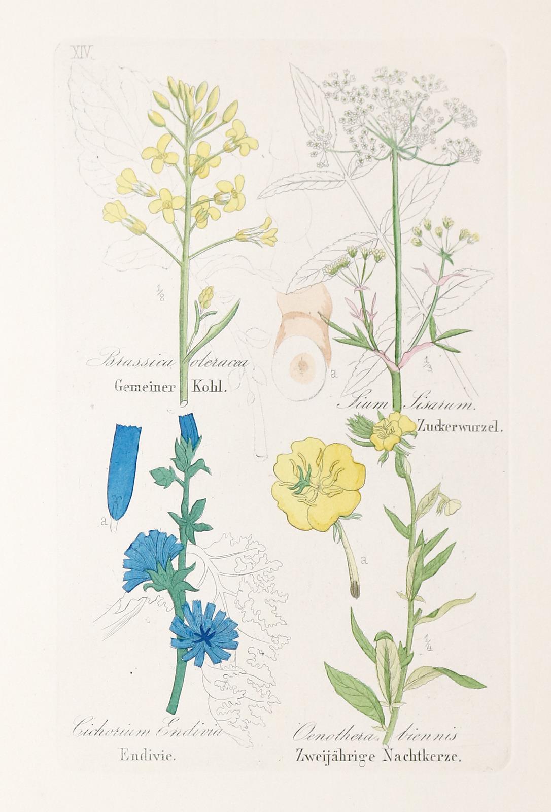 Loebe,W. | Bild Nr.1