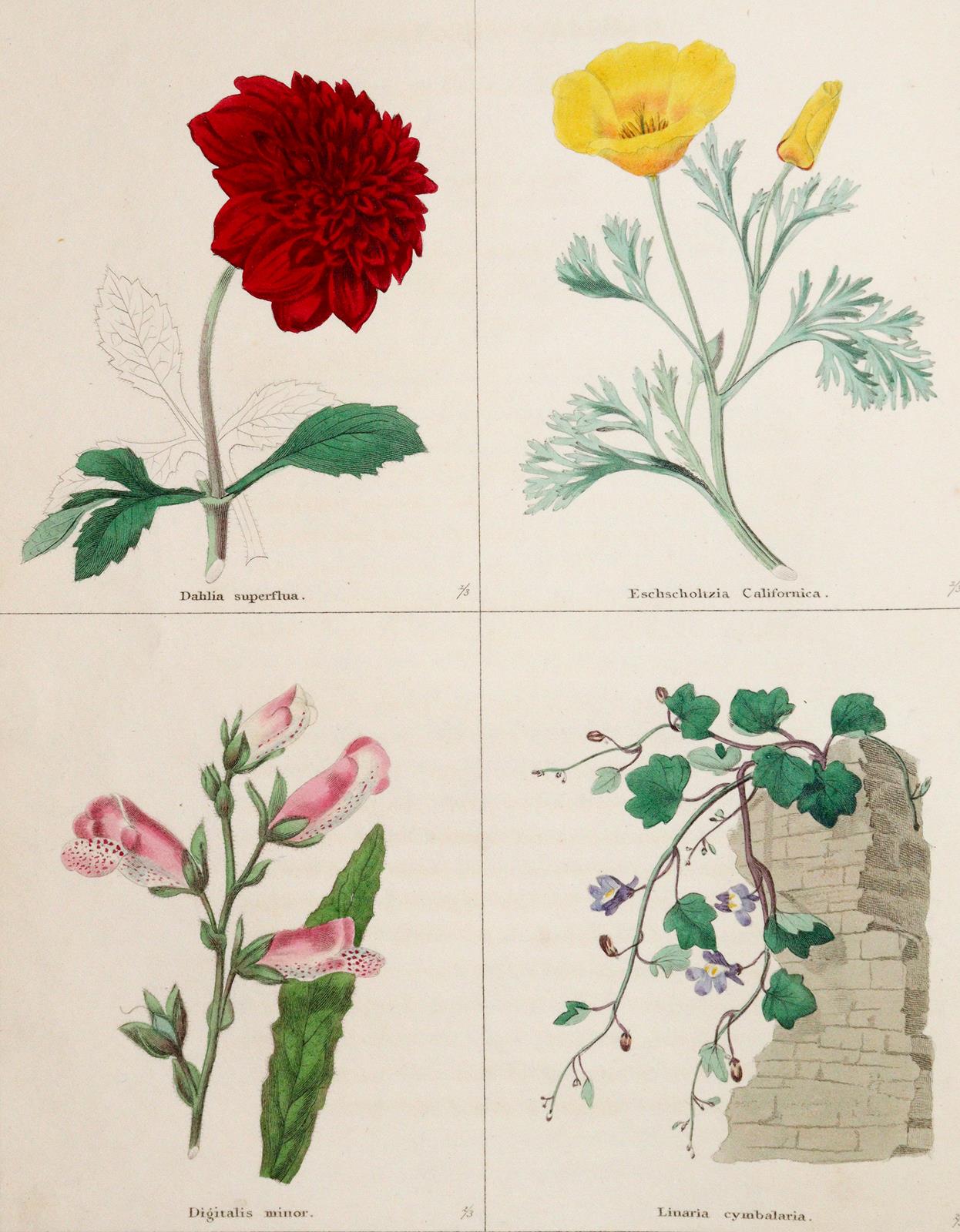 Maund,B. | Bild Nr.1