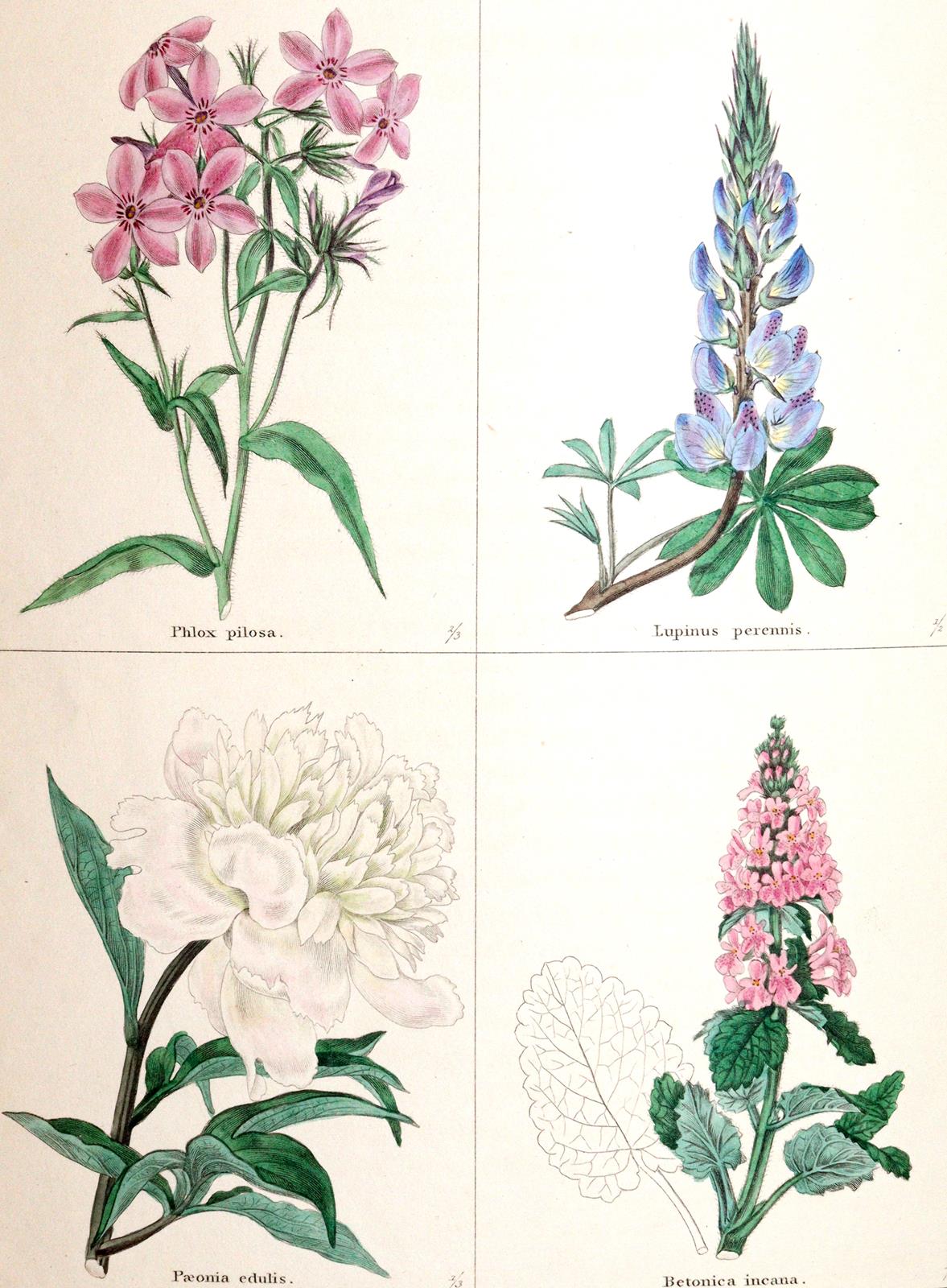 Maund,B. | Bild Nr.3