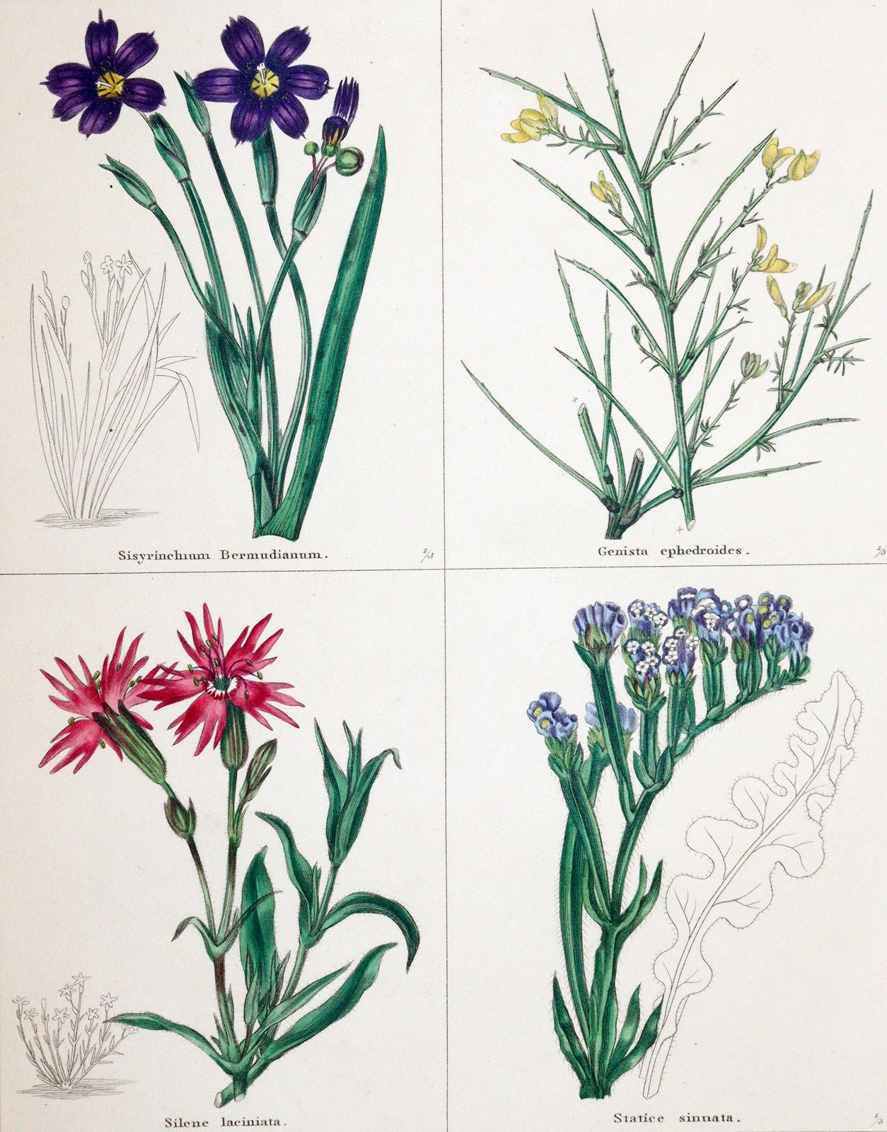 Maund,B. | Bild Nr.1