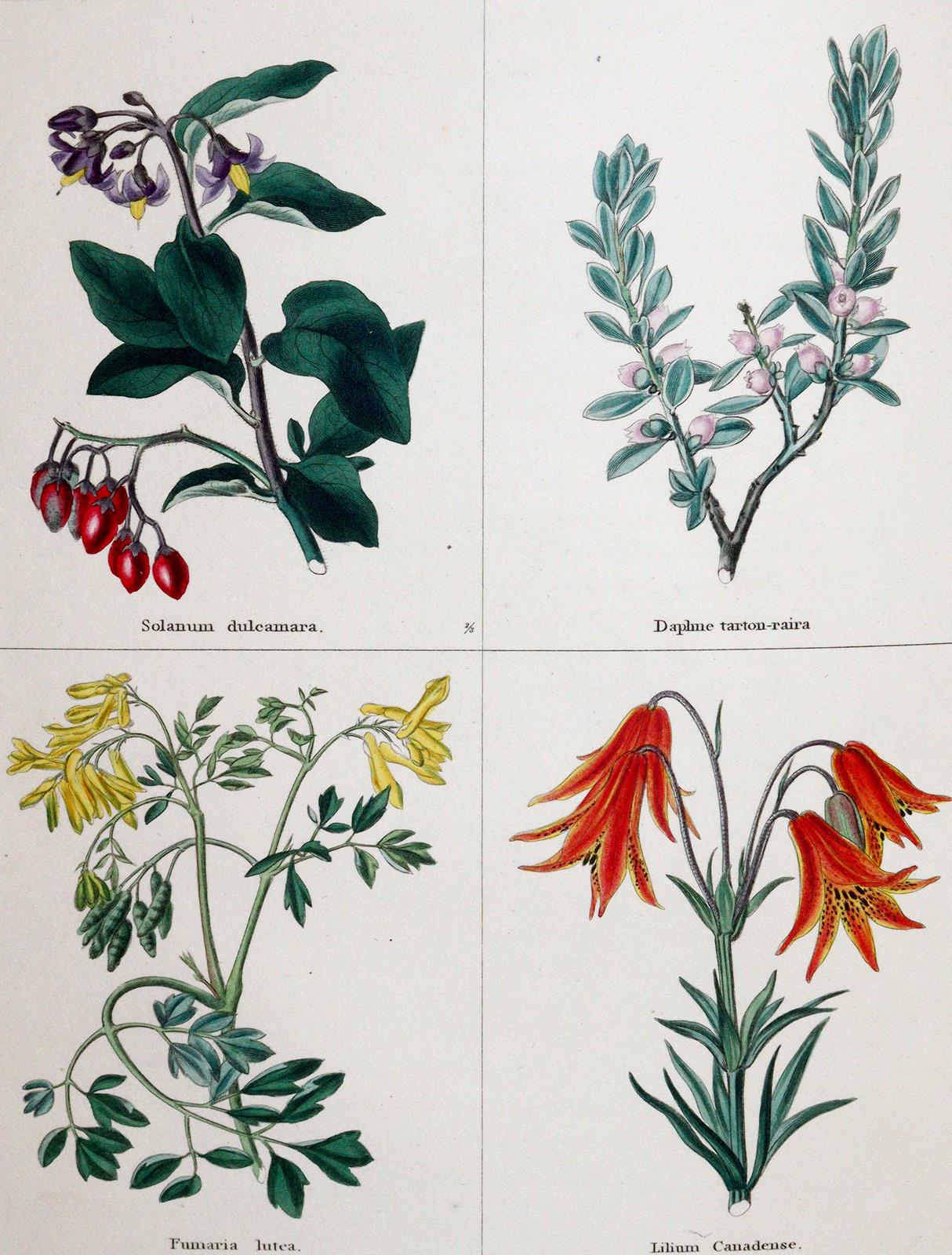 Maund,B. | Bild Nr.3