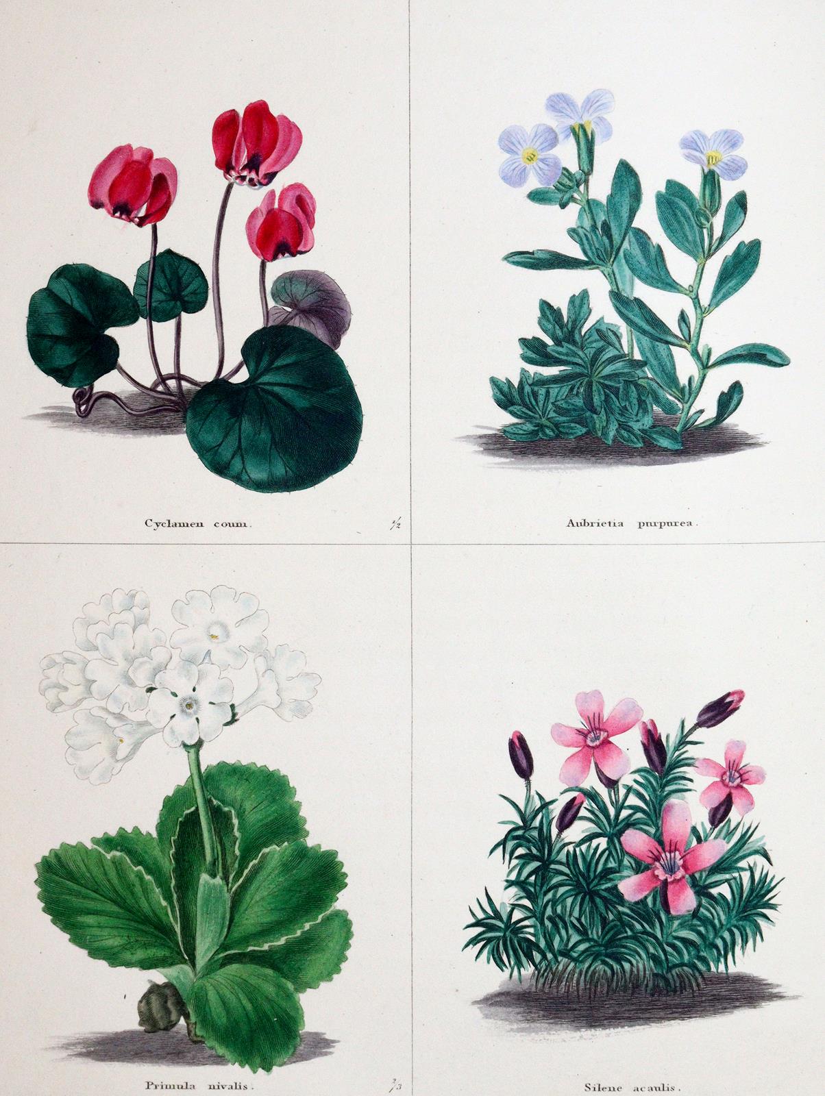 Maund,B. | Bild Nr.1