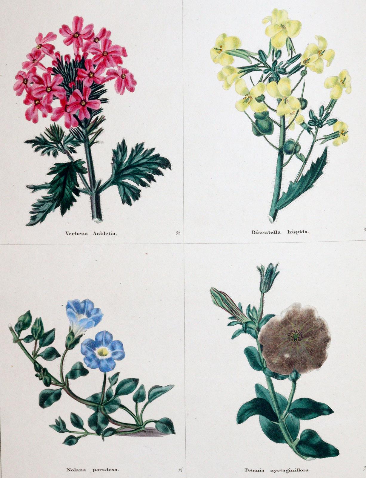 Maund,B. | Bild Nr.3