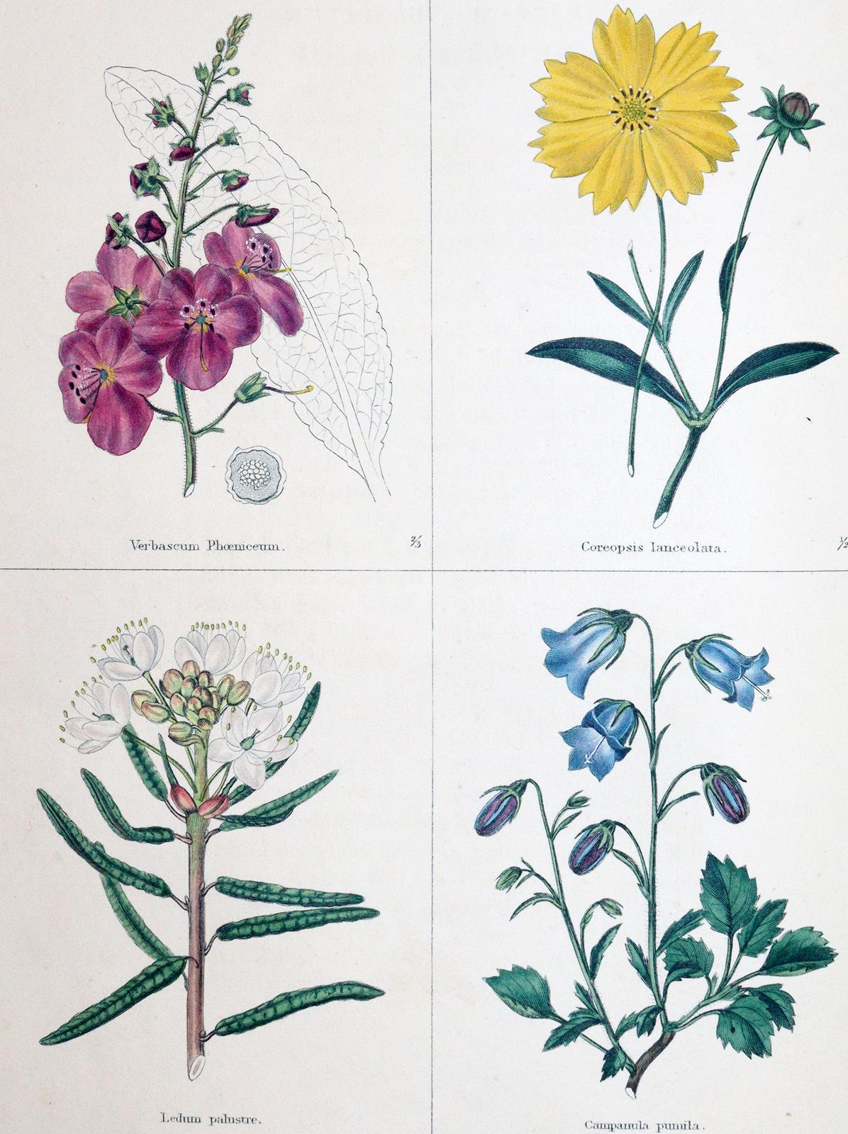 Maund,B. | Bild Nr.1