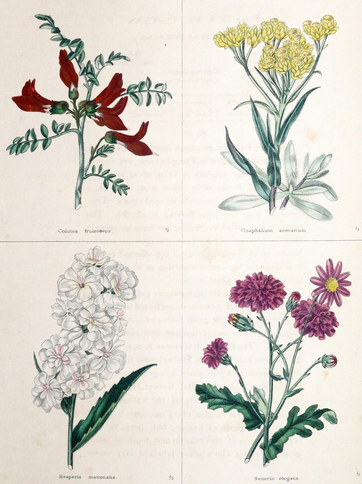 Maund,B. | Bild Nr.3