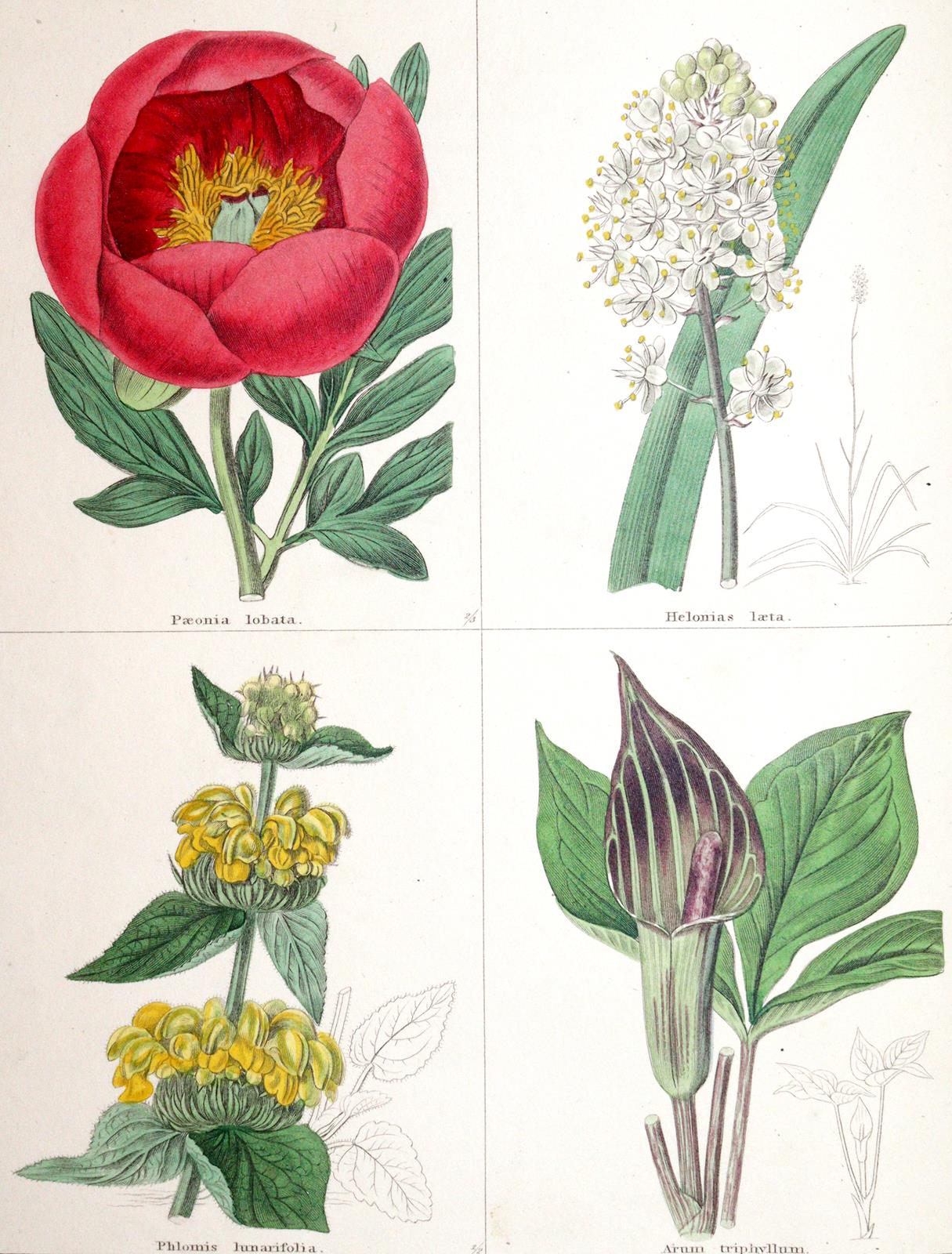 Maund,B. | Bild Nr.1