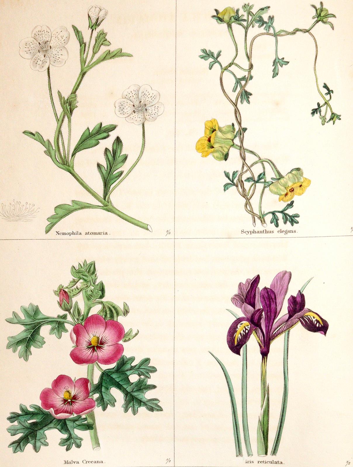 Maund,B. | Bild Nr.1