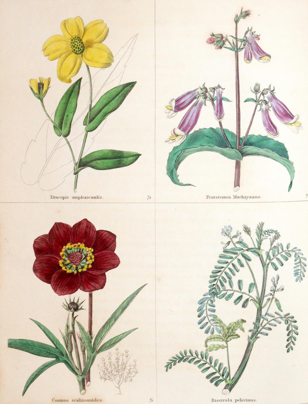 Maund,B. | Bild Nr.4