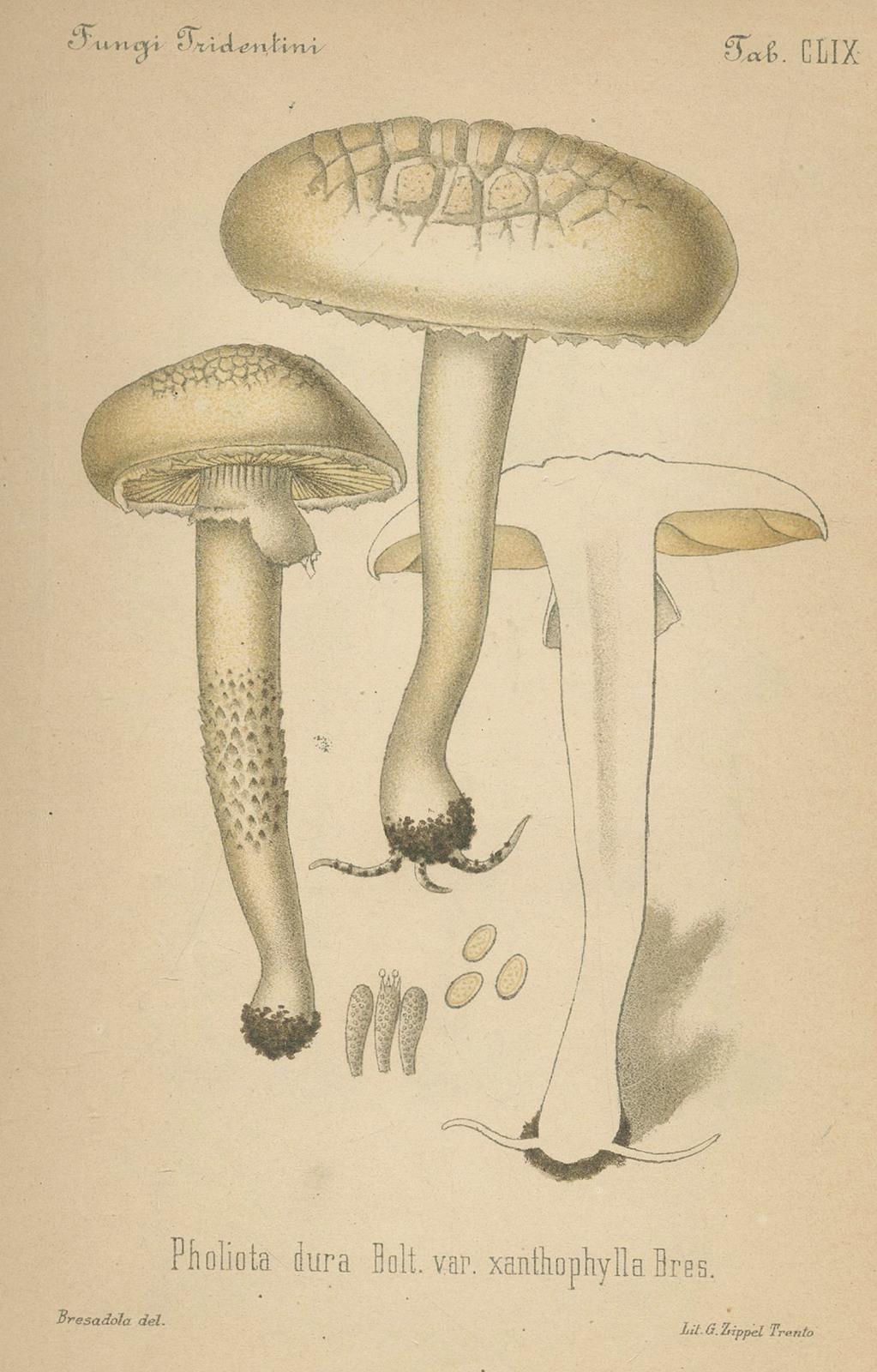 Bresadola,J. | Bild Nr.3