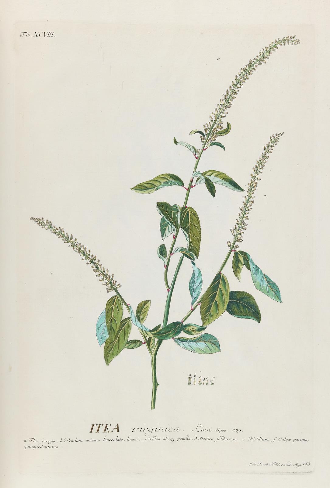 Trew,Ch.J. | Bild Nr.10