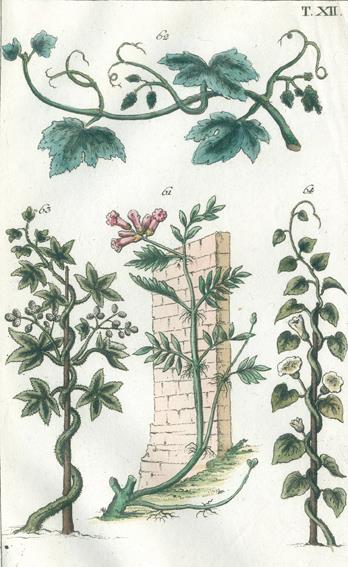 (Wilhelm,G.T.). | Bild Nr.1