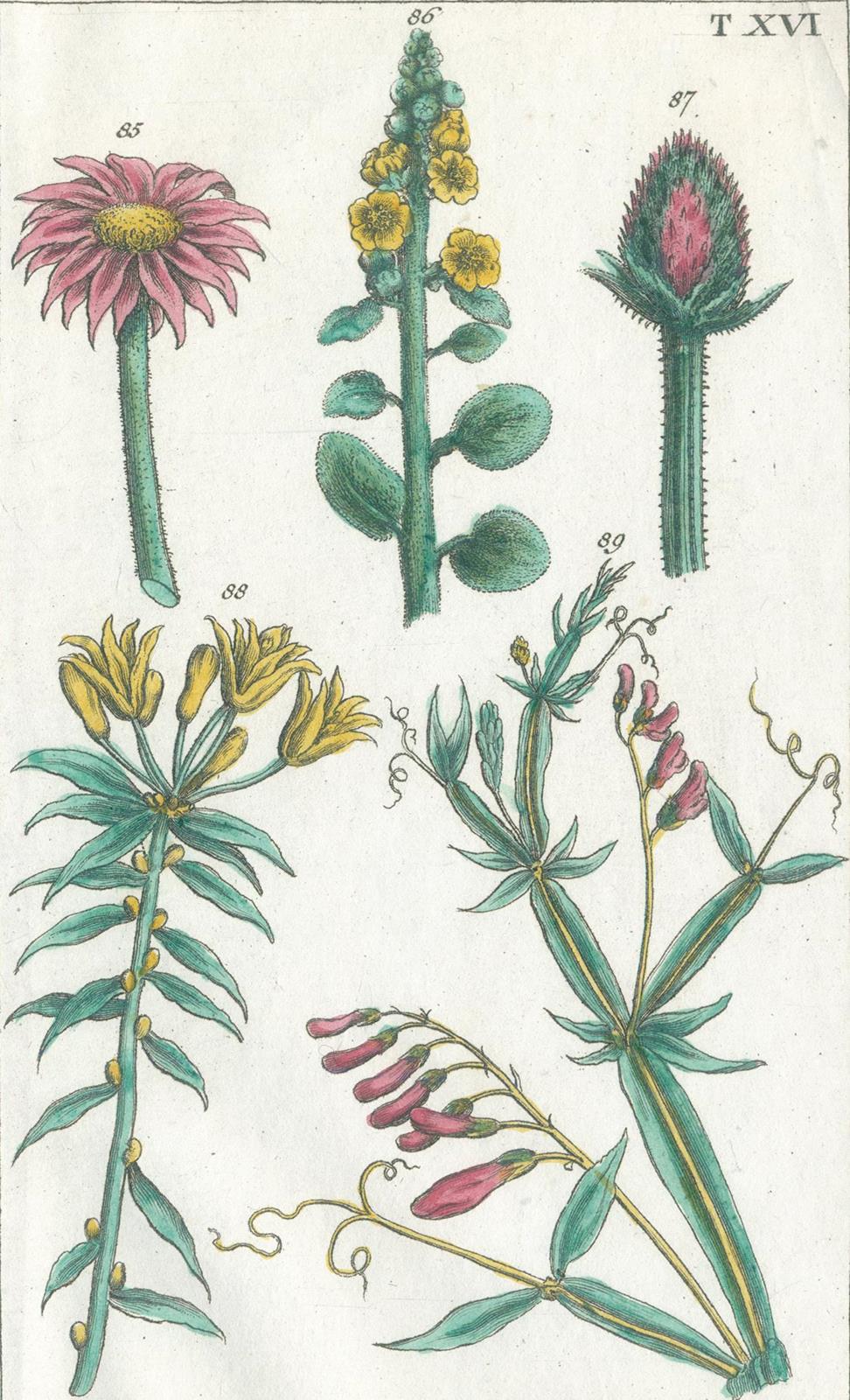 (Wilhelm,G.T.). | Bild Nr.2