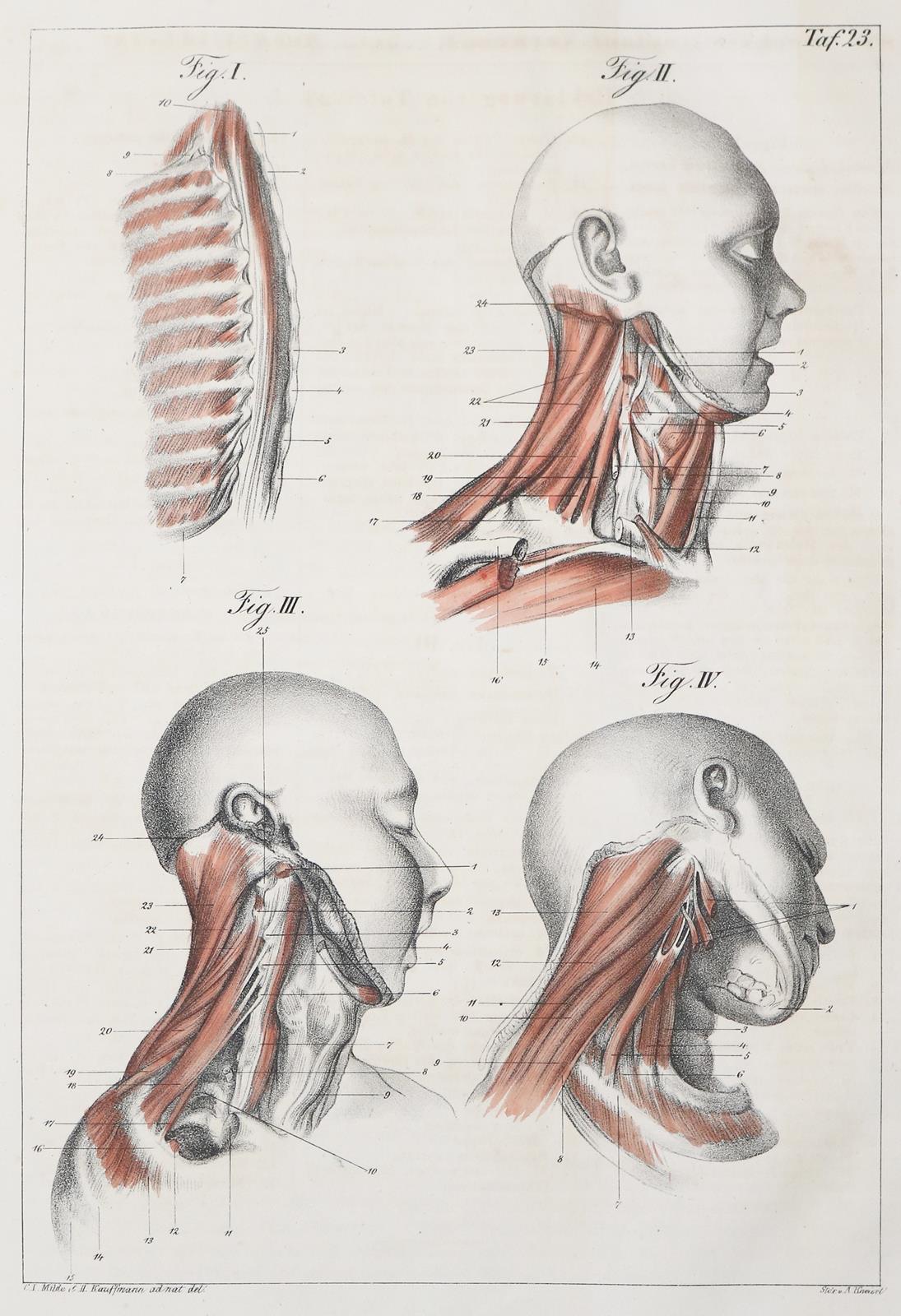 Günther,G.B. | Bild Nr.1