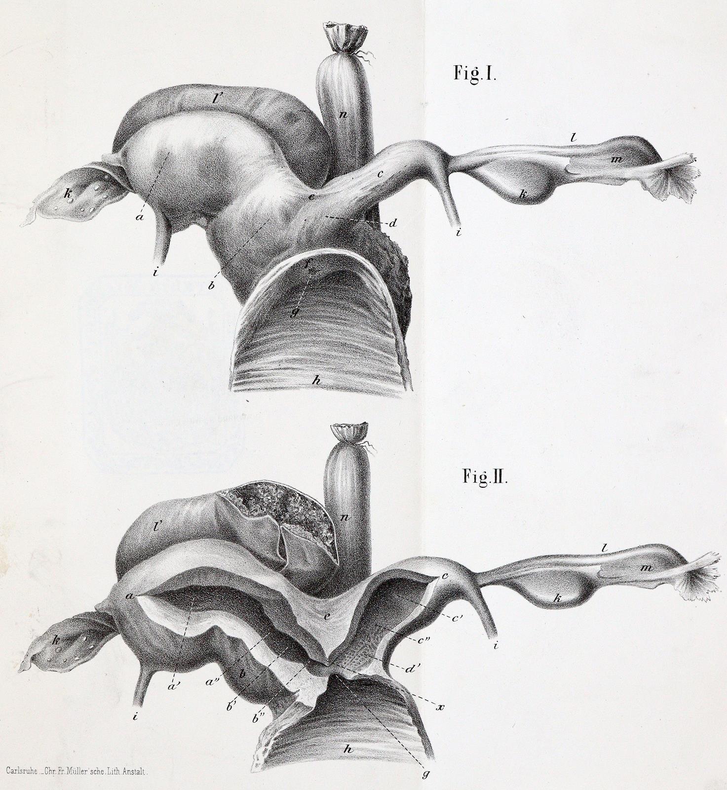 Siebold,E.C.J.v. | Bild Nr.1