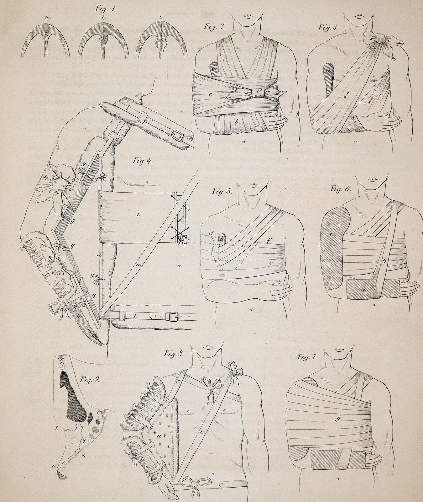 Siebold,E.C.J.v. | Bild Nr.6