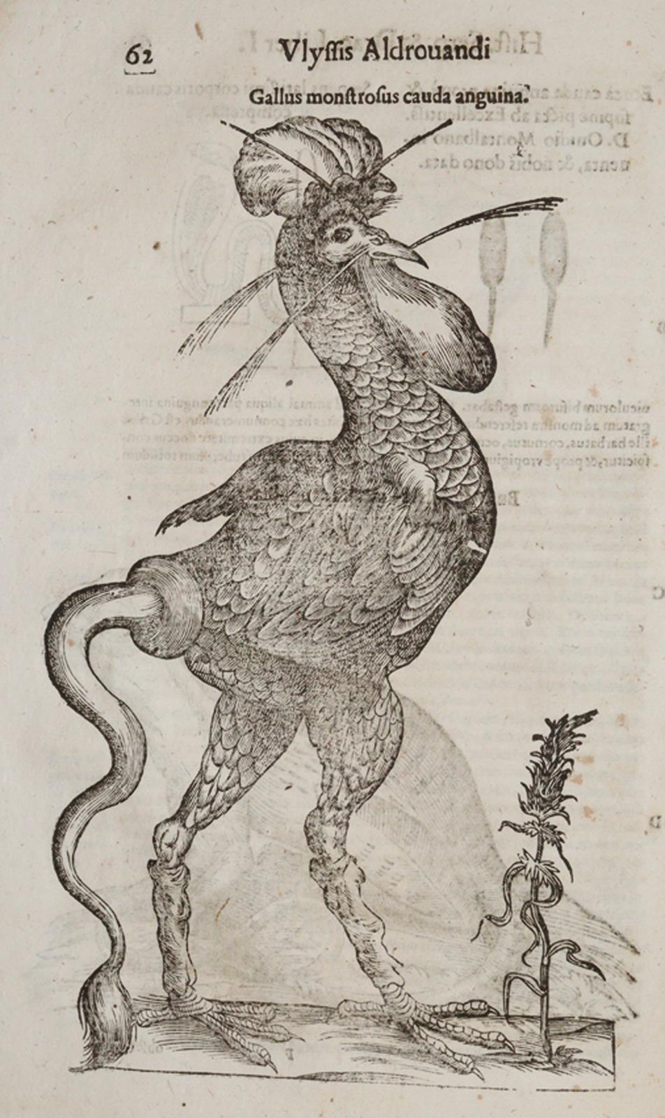 Aldrovandi,U. | Bild Nr.2