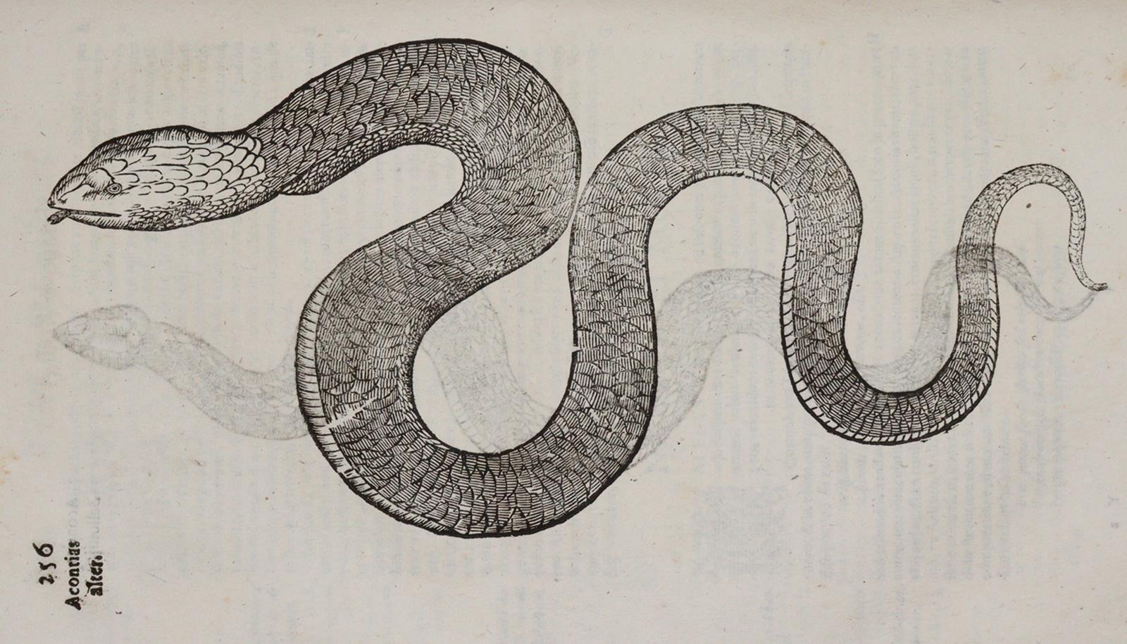 Aldrovandi,U. | Bild Nr.3