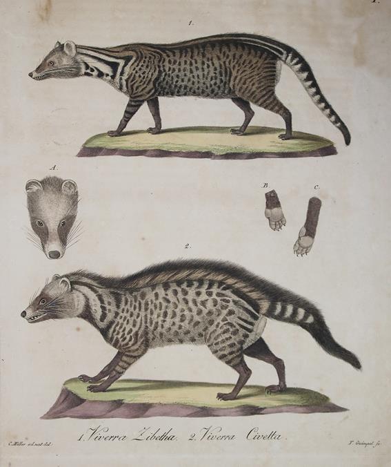 Brandt,J.F. u. J.T.C.Ratzeburg. | Bild Nr.1