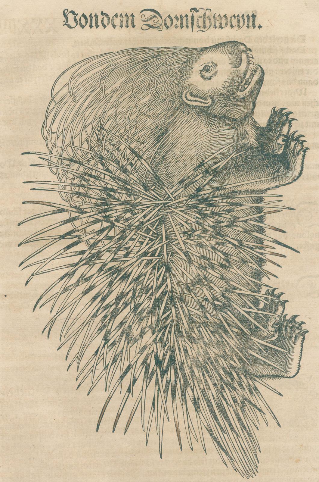 Gesner,K. | Bild Nr.2