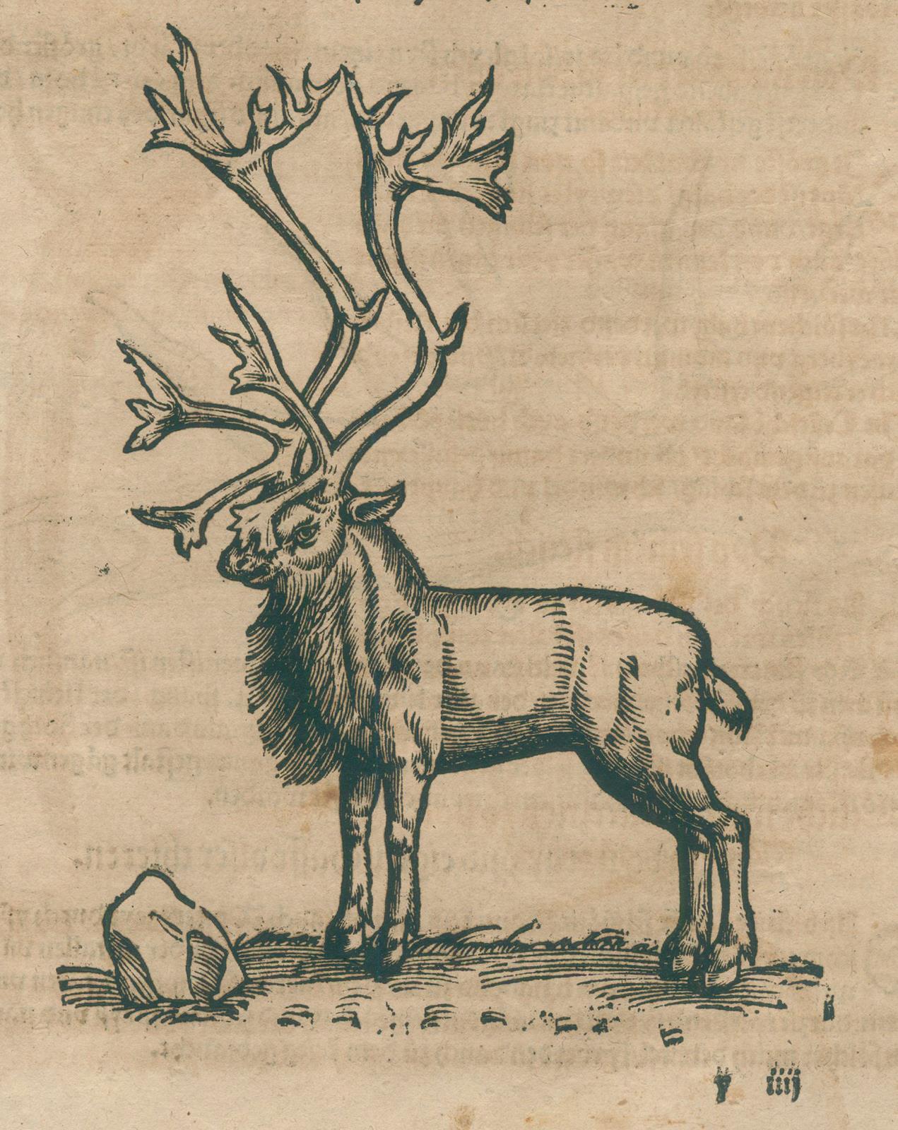 Gesner,K. | Bild Nr.4