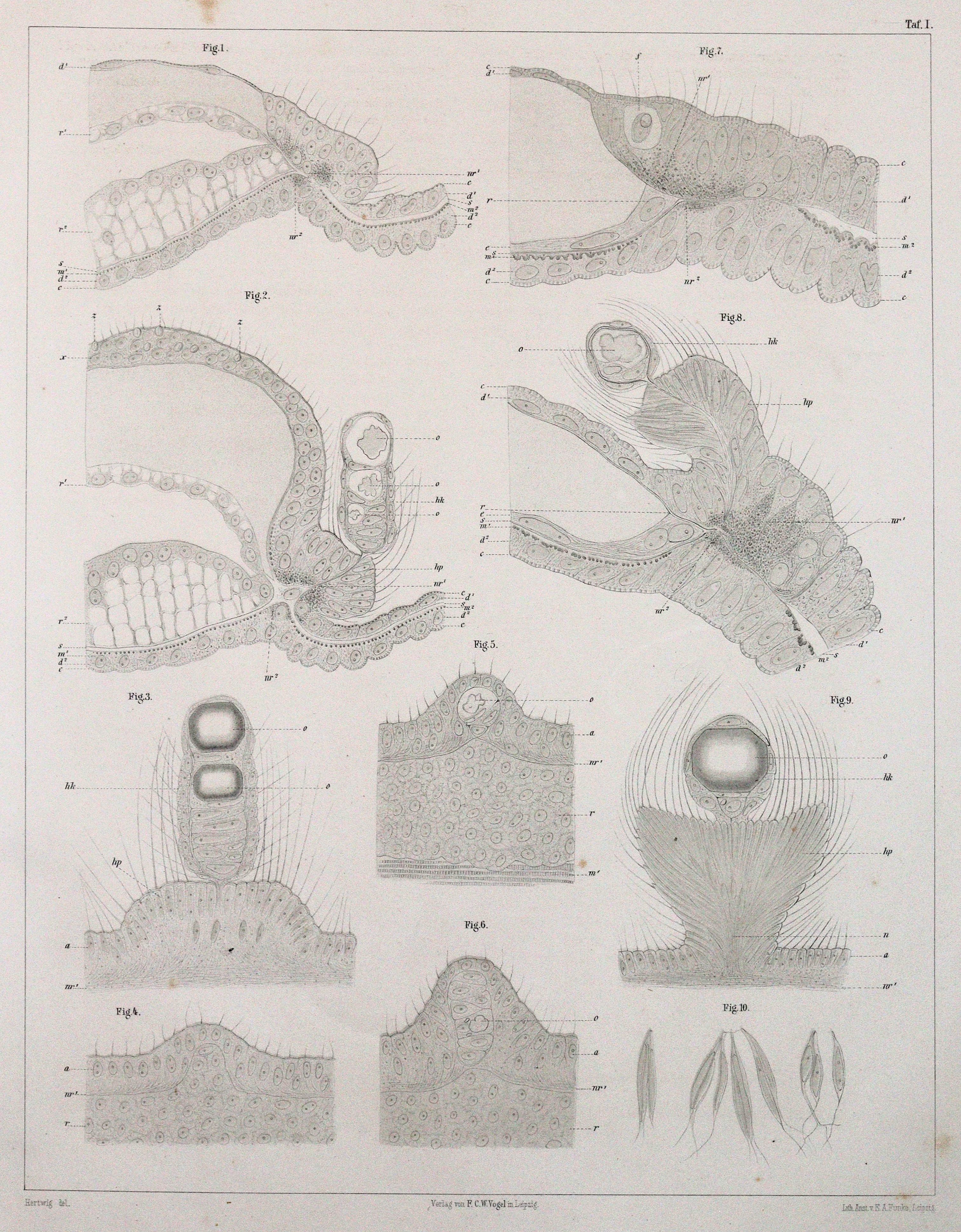 Hertwig,O. u. R.Hertwig. | Bild Nr.2