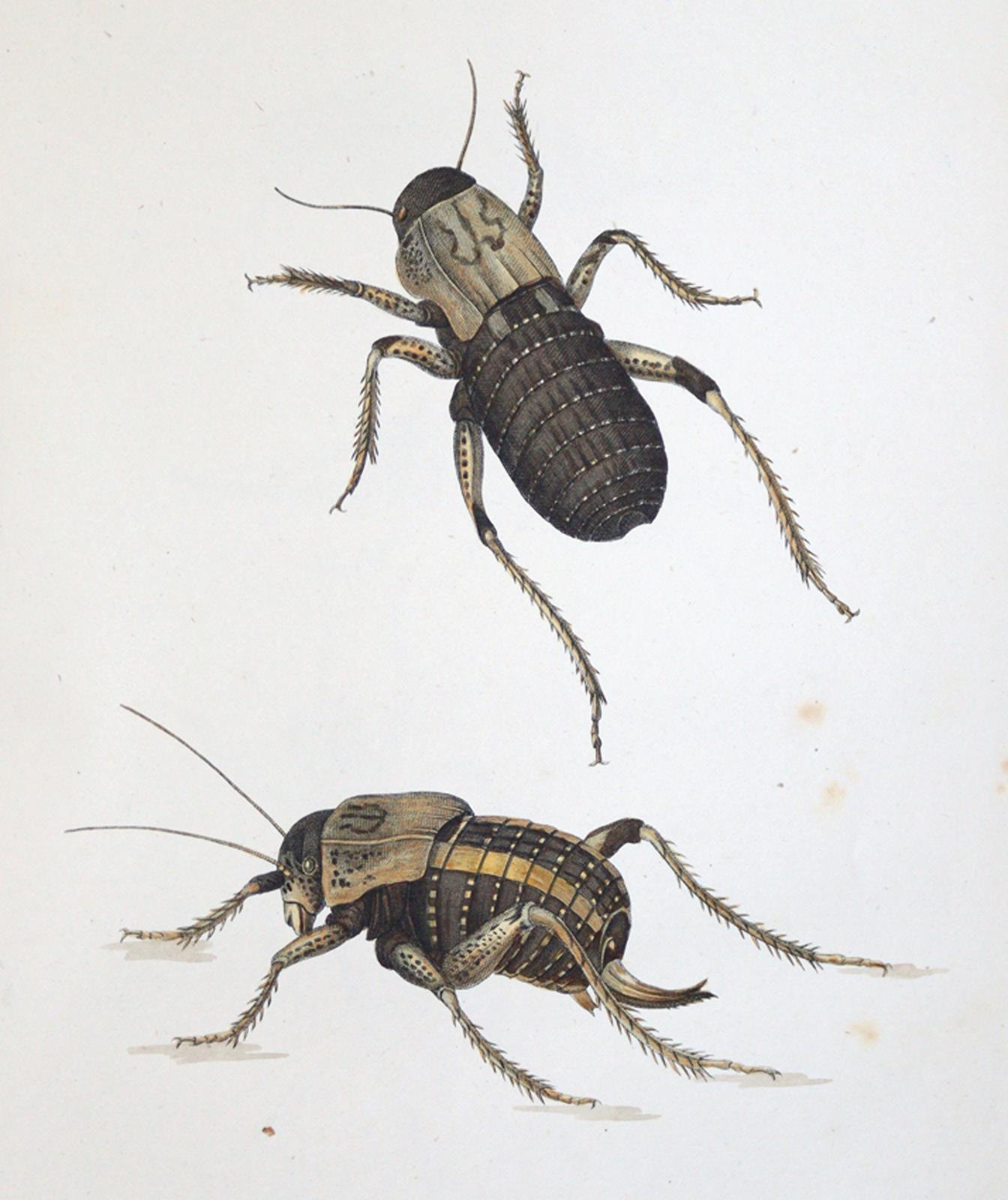 Charpentier,T.v. | Bild Nr.3