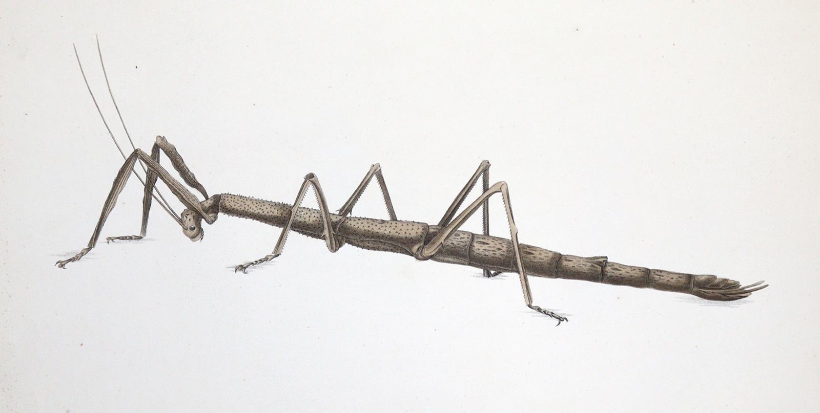 Charpentier,T.v. | Bild Nr.5