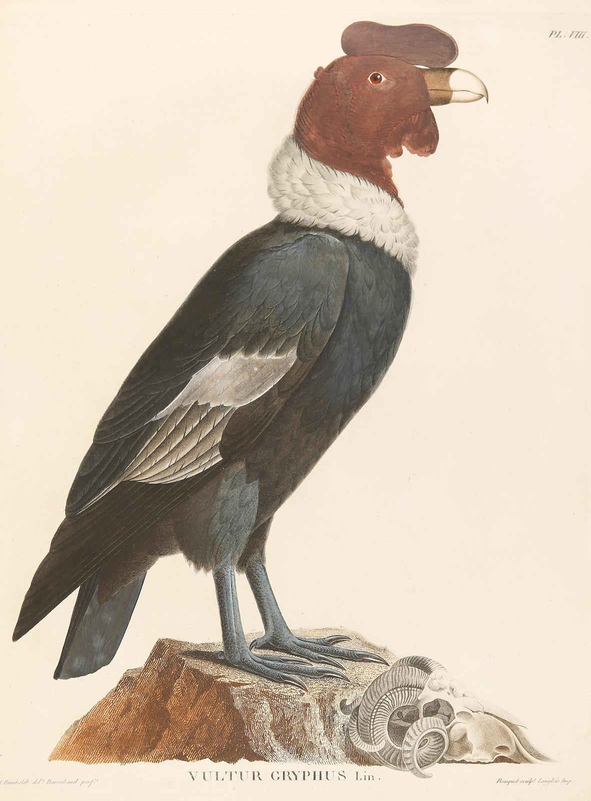 Humboldt,A.v. | Bild Nr.1