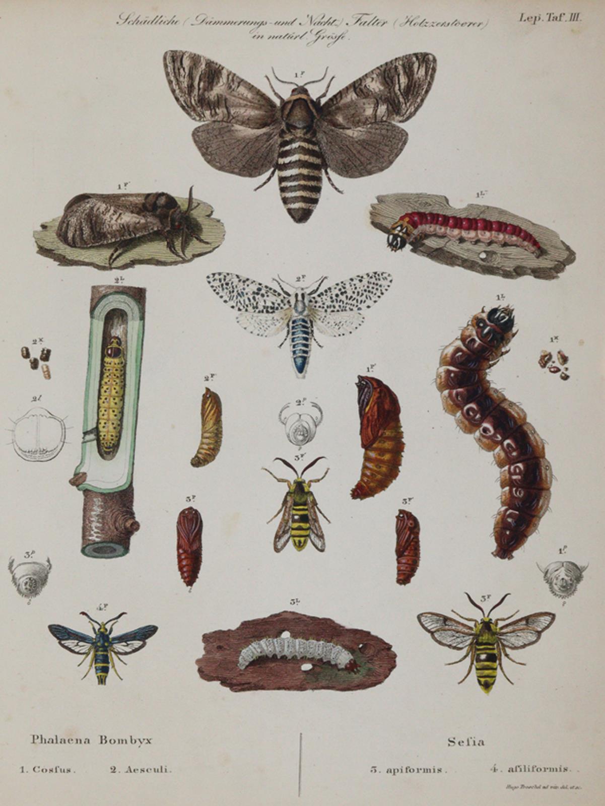 Ratzeburg,J.T.C. | Bild Nr.3