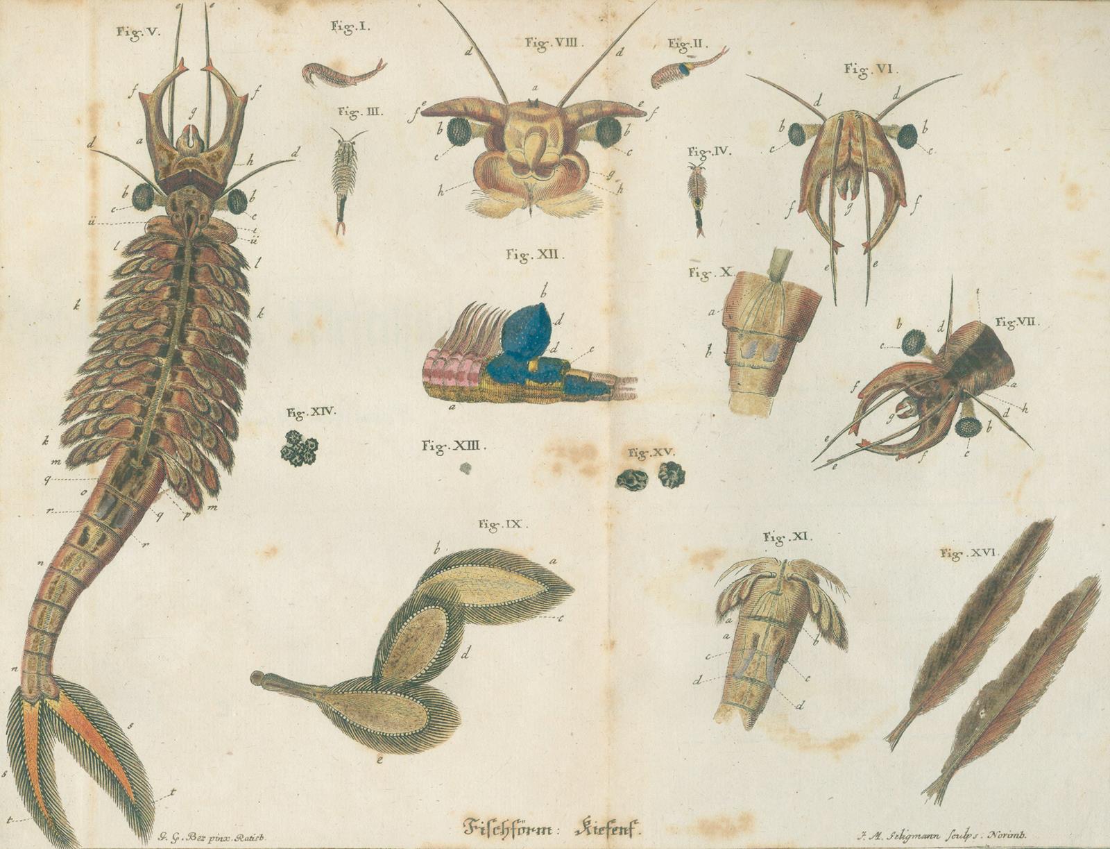 Schäffer,J.C. | Bild Nr.4