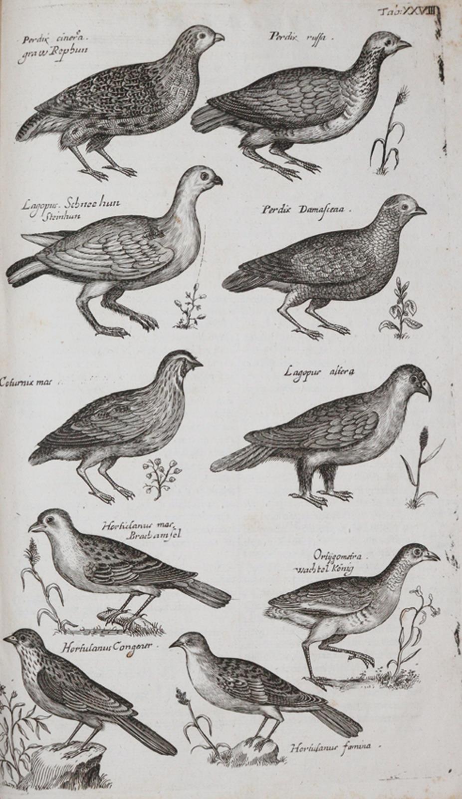 Jonston,J. | Bild Nr.2