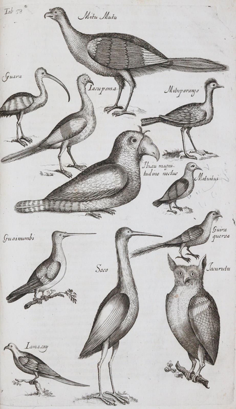 Jonston,J. | Bild Nr.3