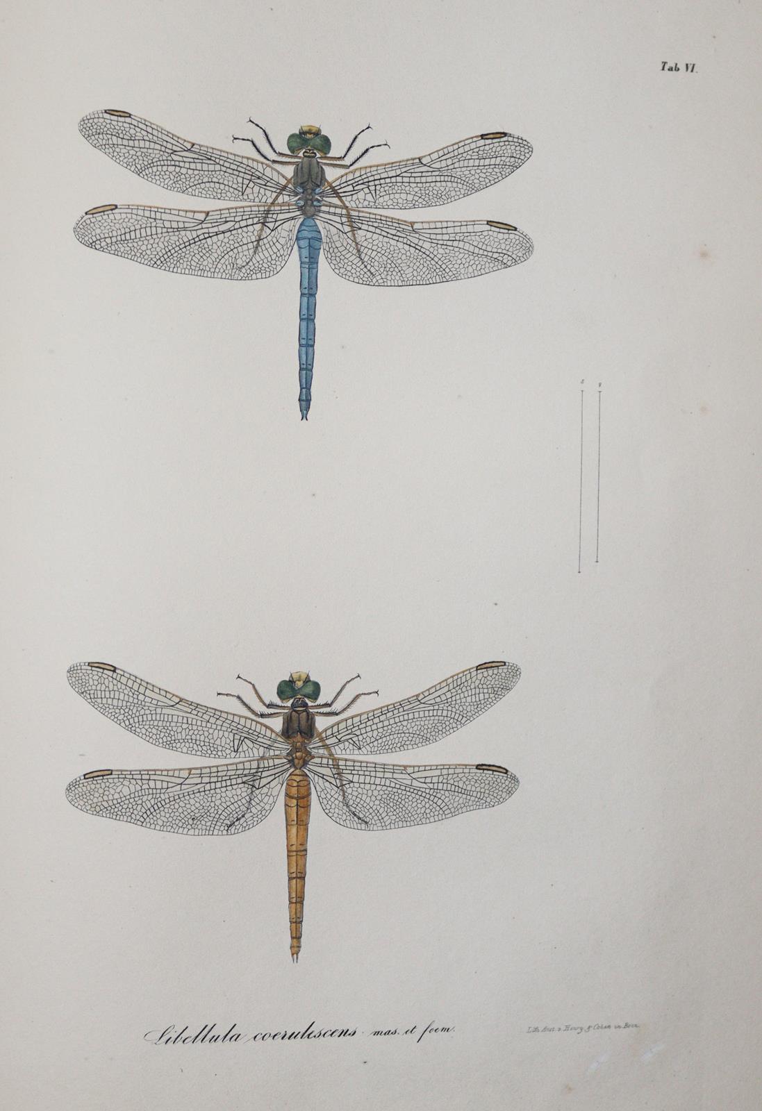 Charpentier,T.v. | Bild Nr.3