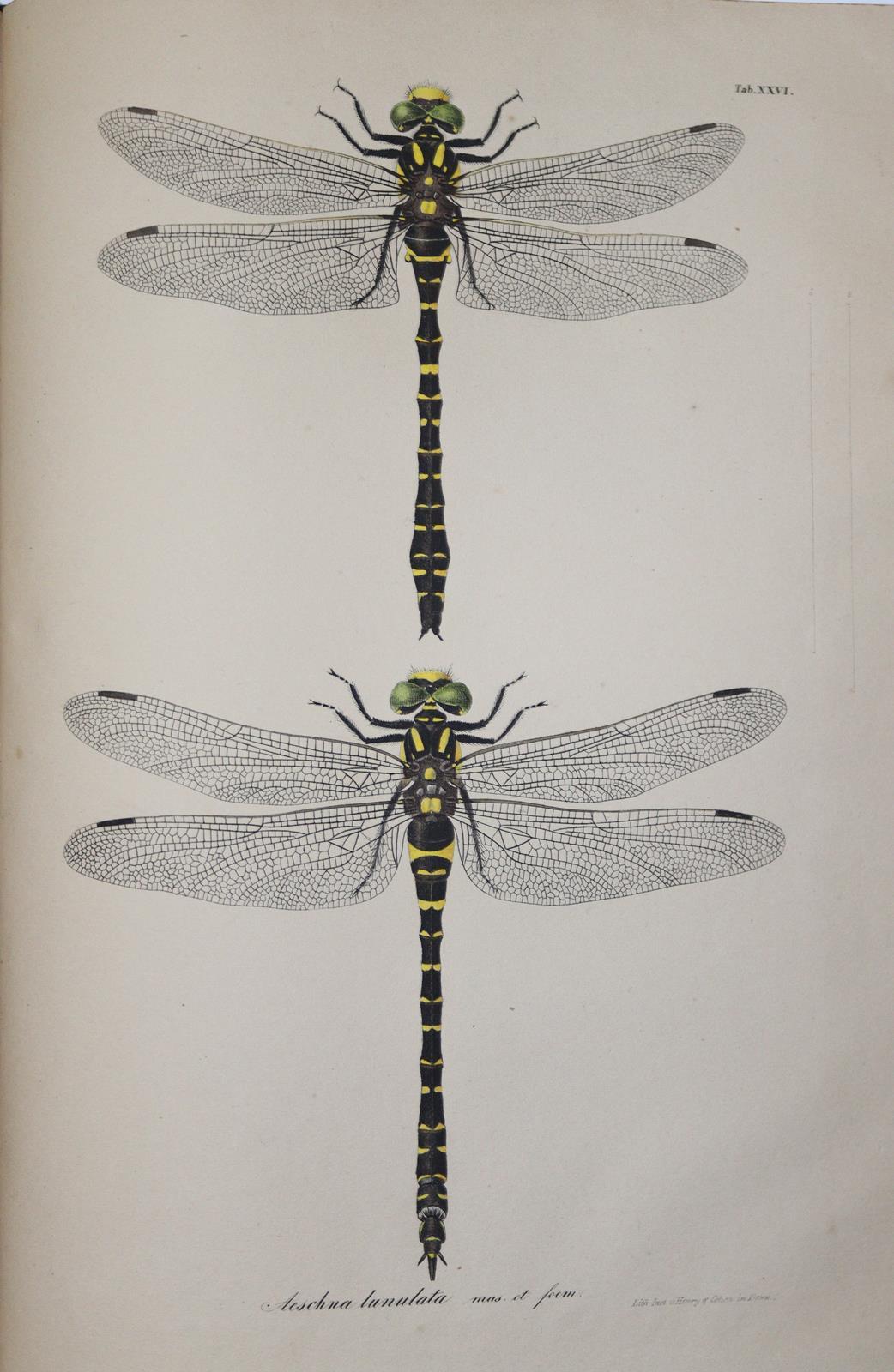 Charpentier,T.v. | Bild Nr.4