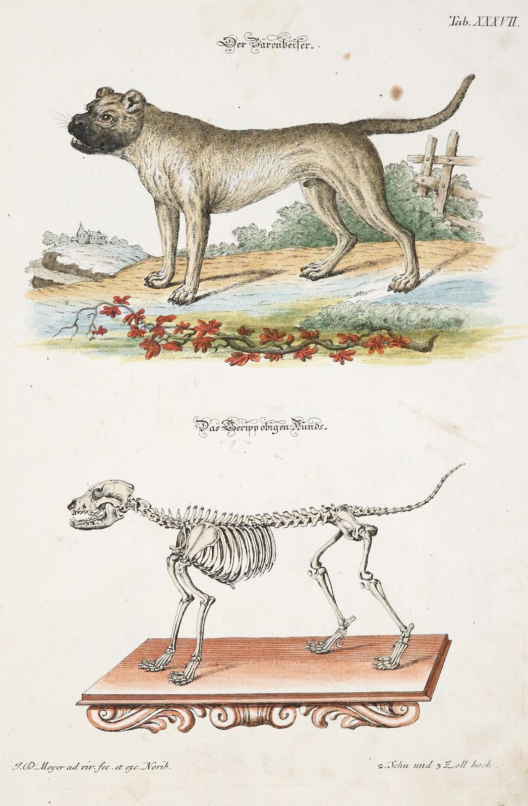 Meyer,J.D. | Bild Nr.4