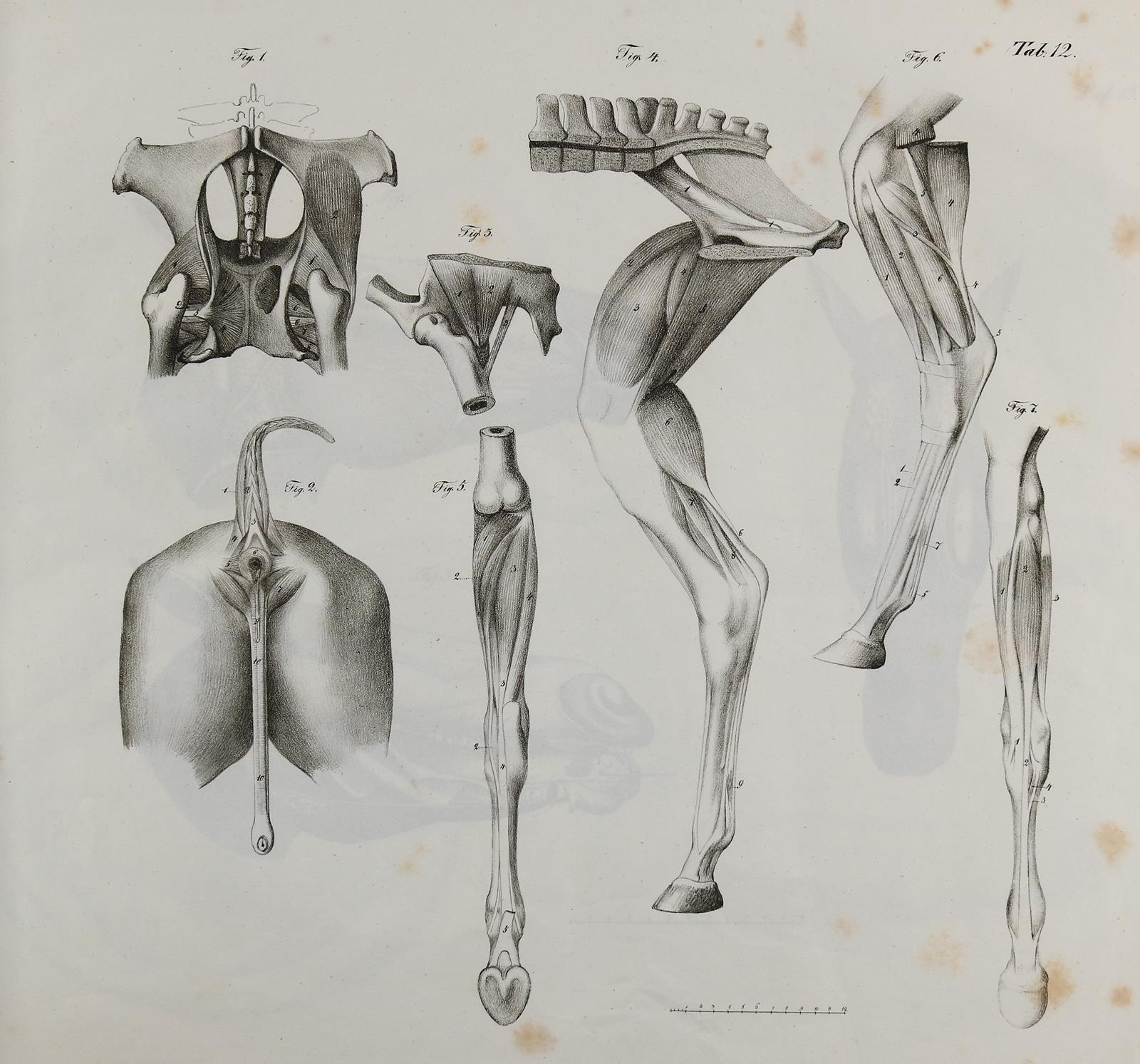 Gurlt,(E.F.). | Bild Nr.2