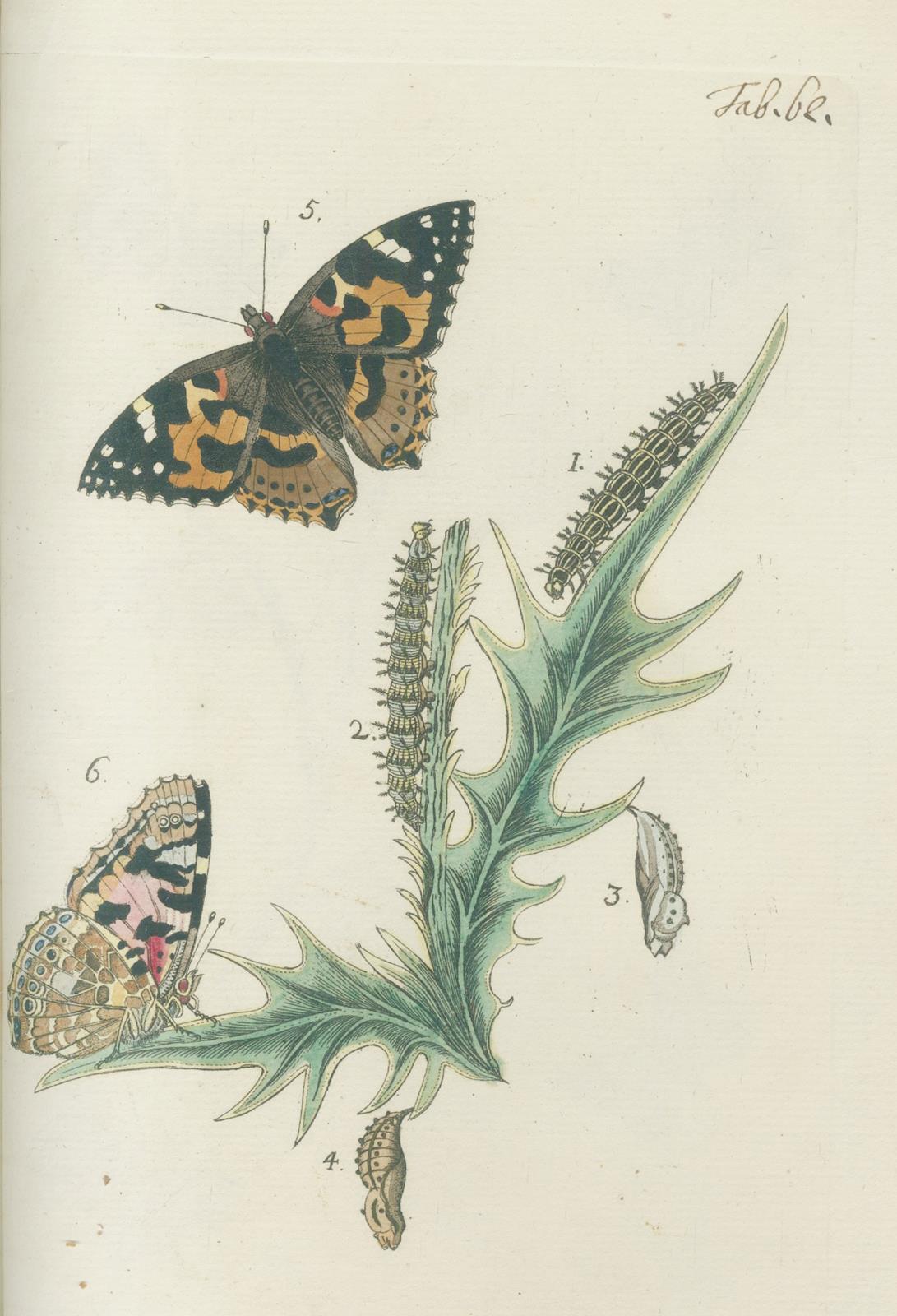 Bergsträßer,J.A.B. | Bild Nr.4