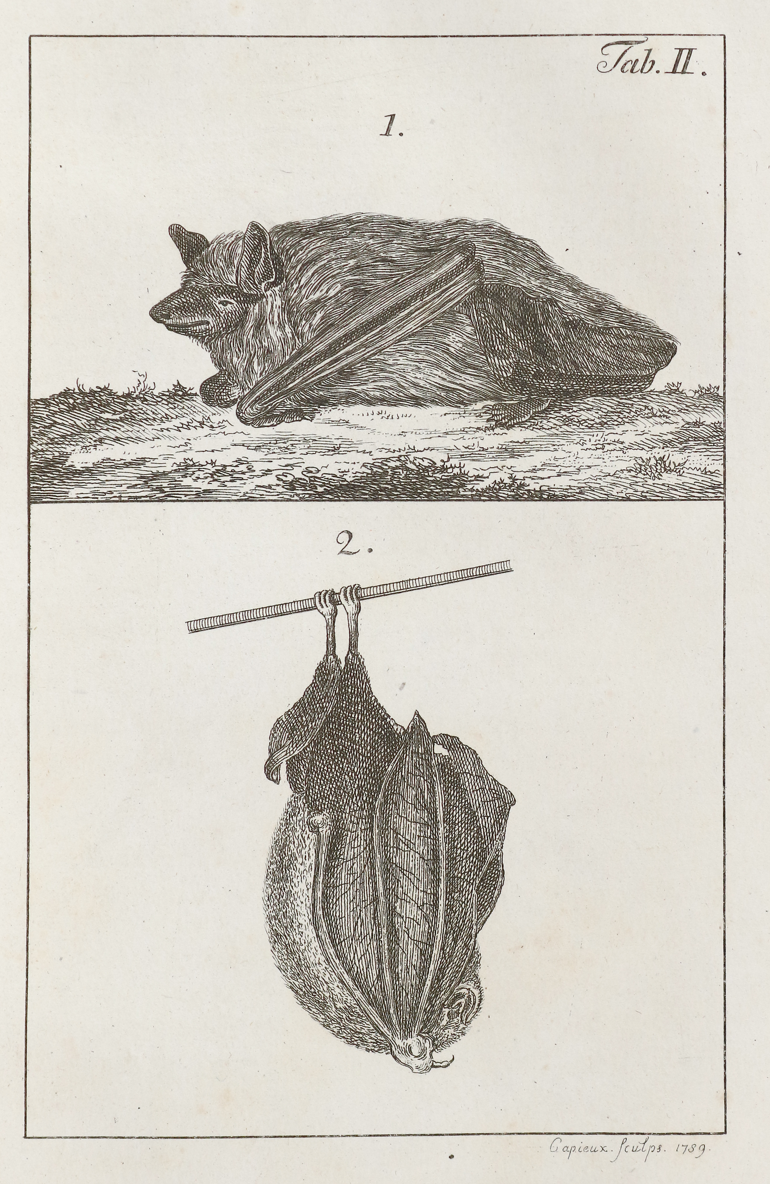 Bechstein,J.M. | Bild Nr.2