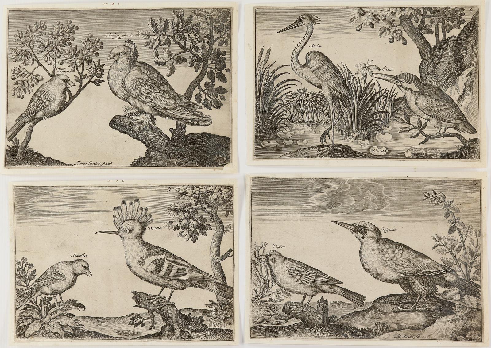 Briot, Marie. | Bild Nr.4