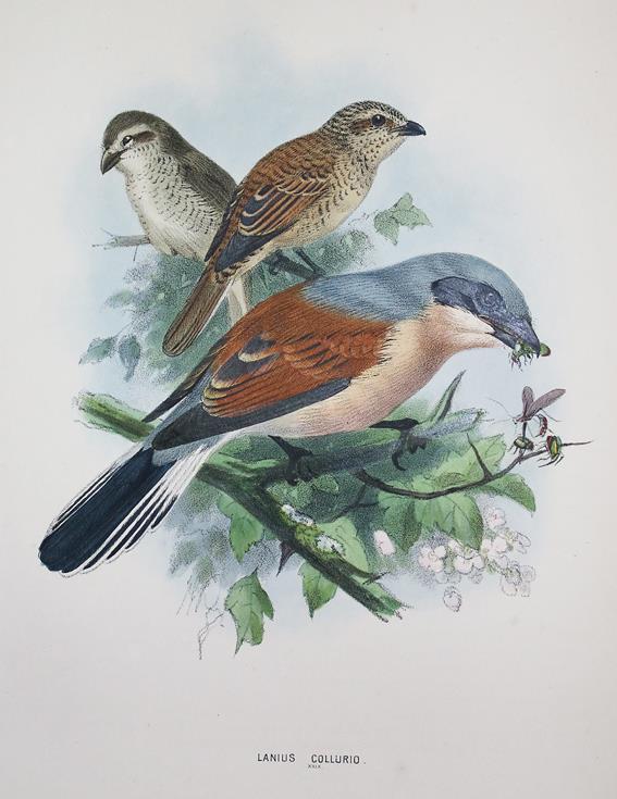 Dresser,H.E. | Bild Nr.1