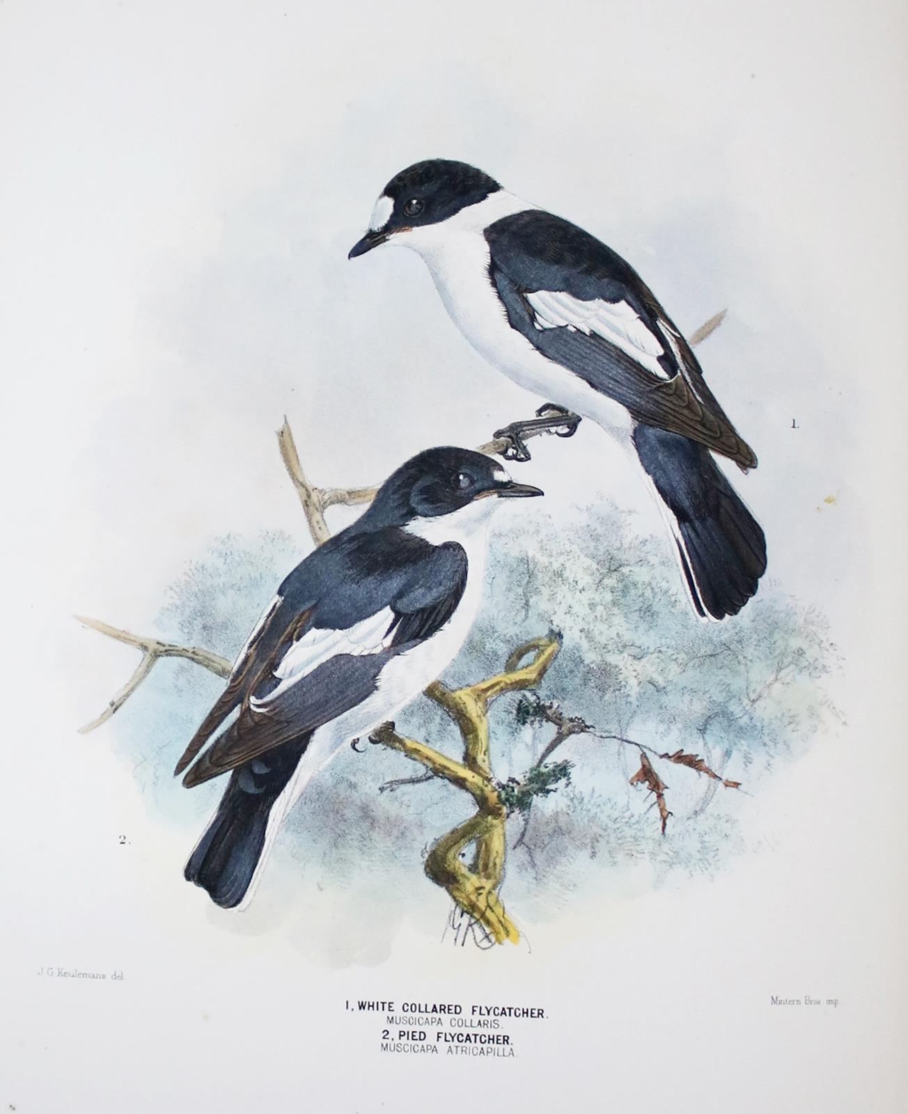 Dresser,H.E. | Bild Nr.2