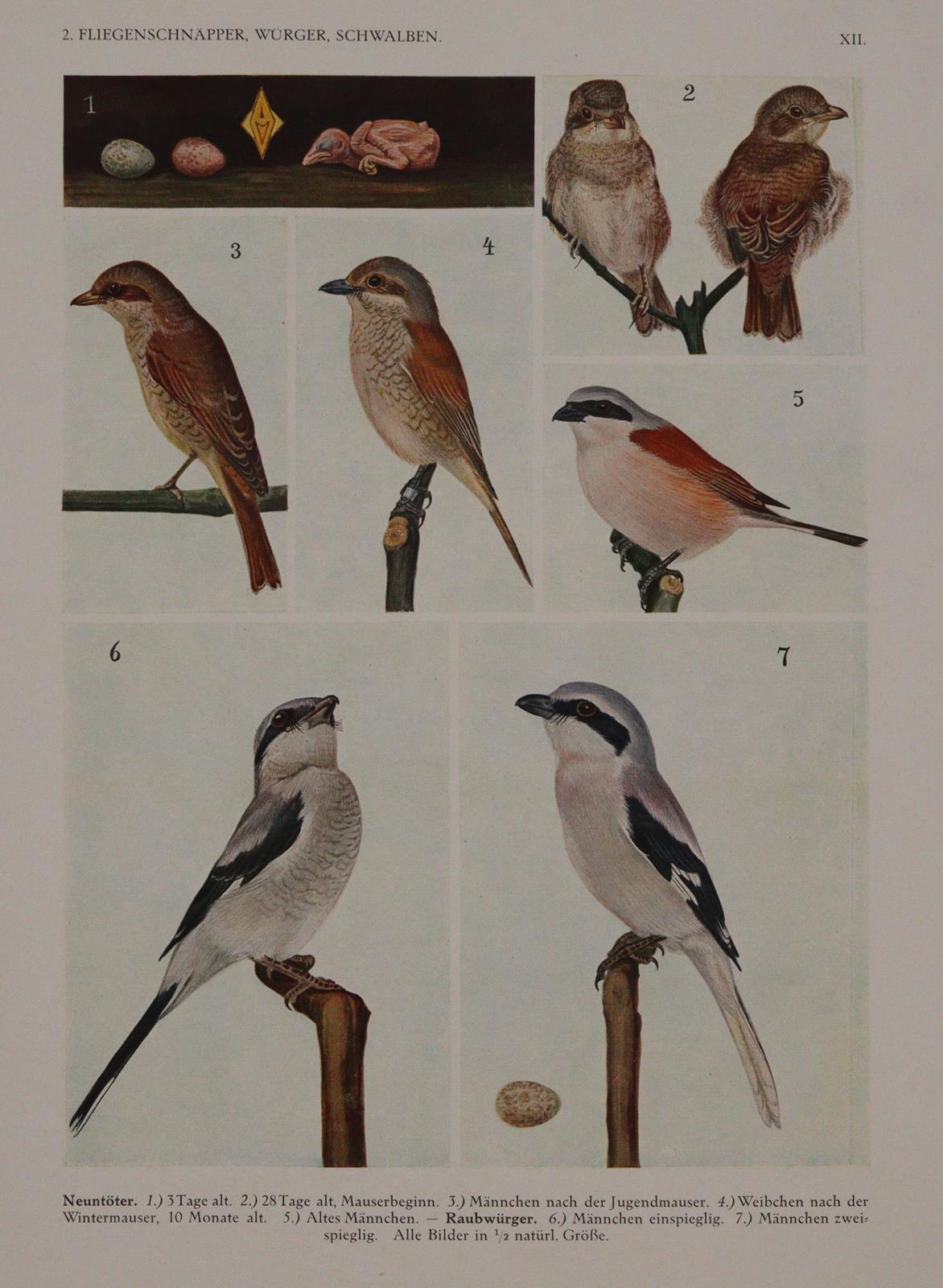 Heinroth,O. u. M. | Bild Nr.2