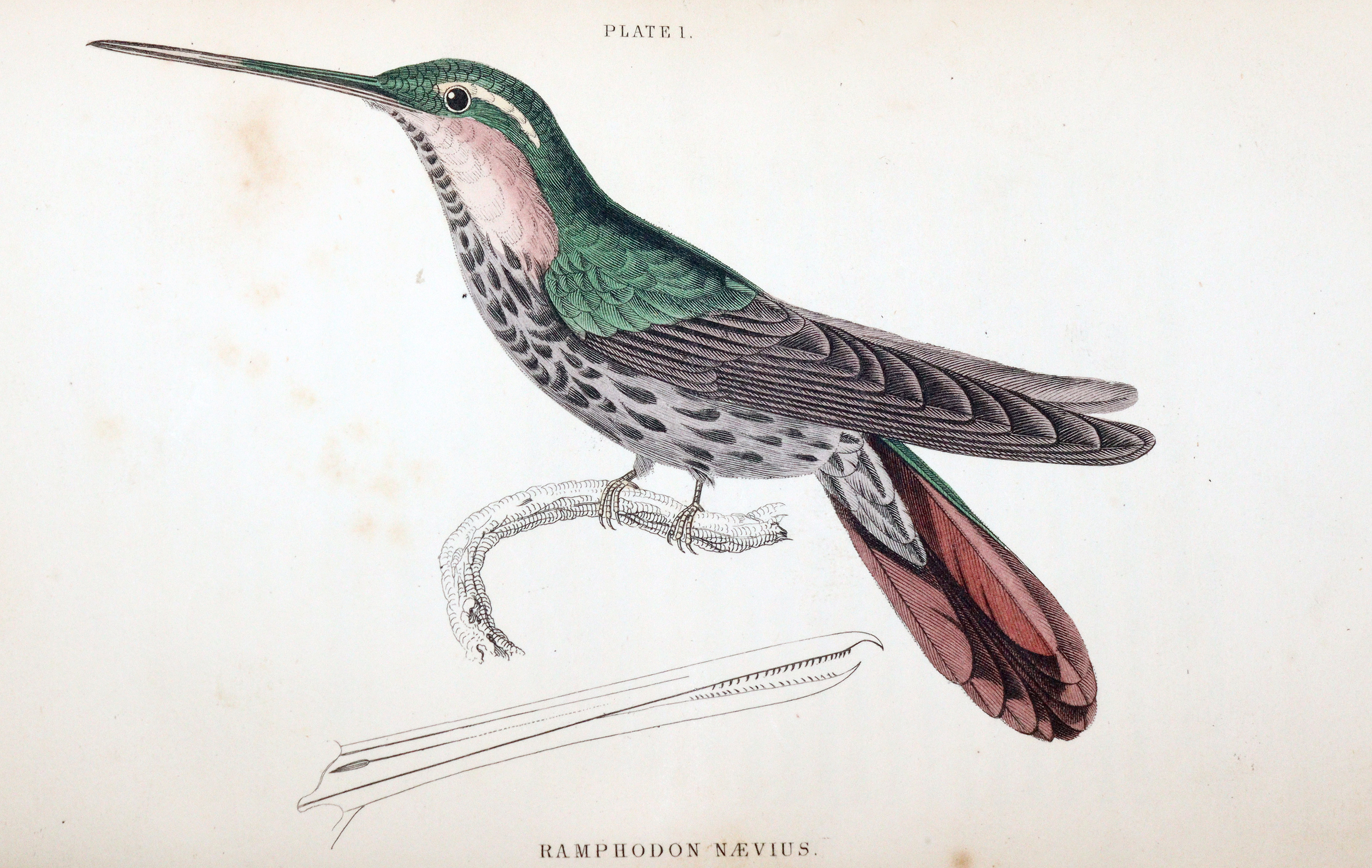 Jardine,W. | Bild Nr.3