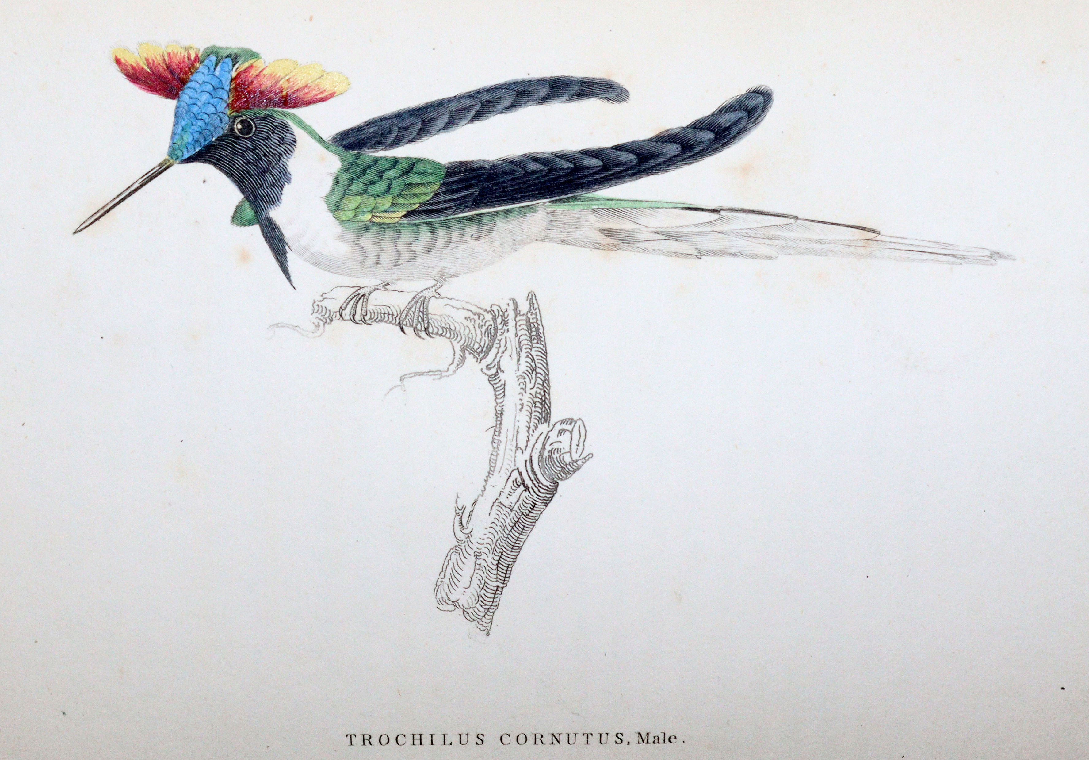 Jardine,W. | Bild Nr.4