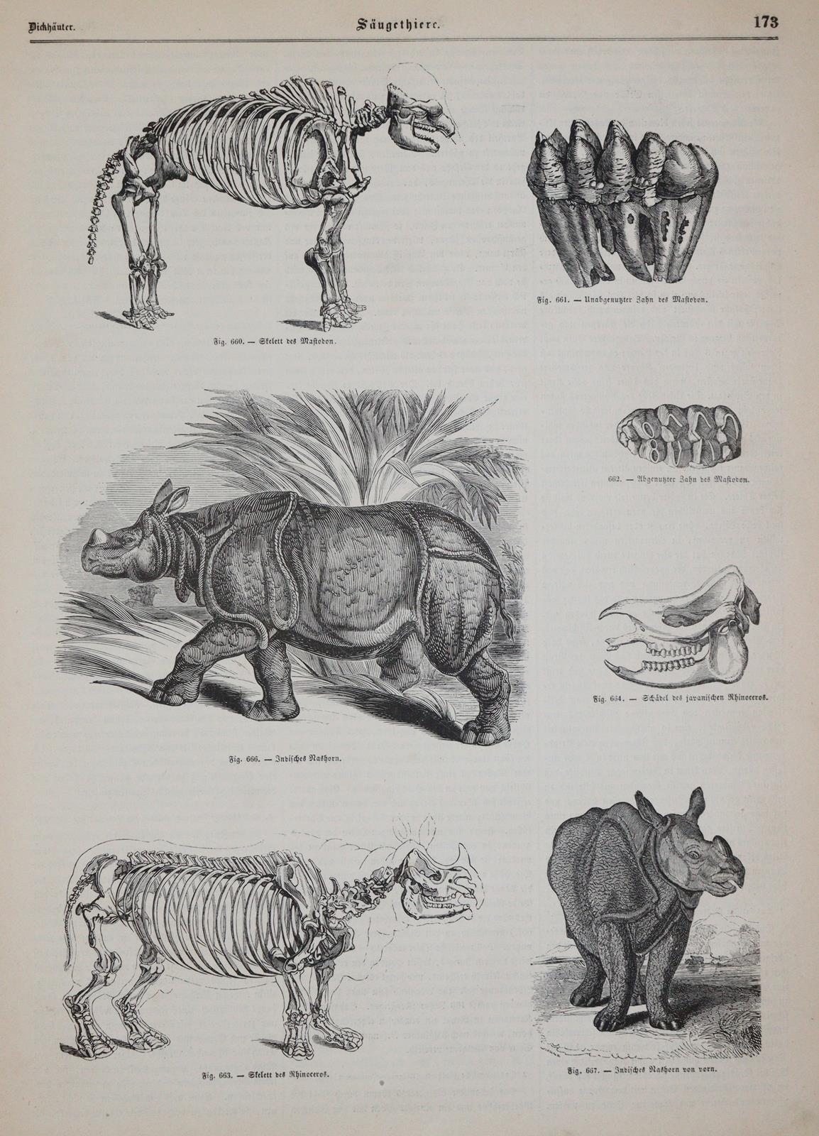 (Pöppig,E.). | Bild Nr.2