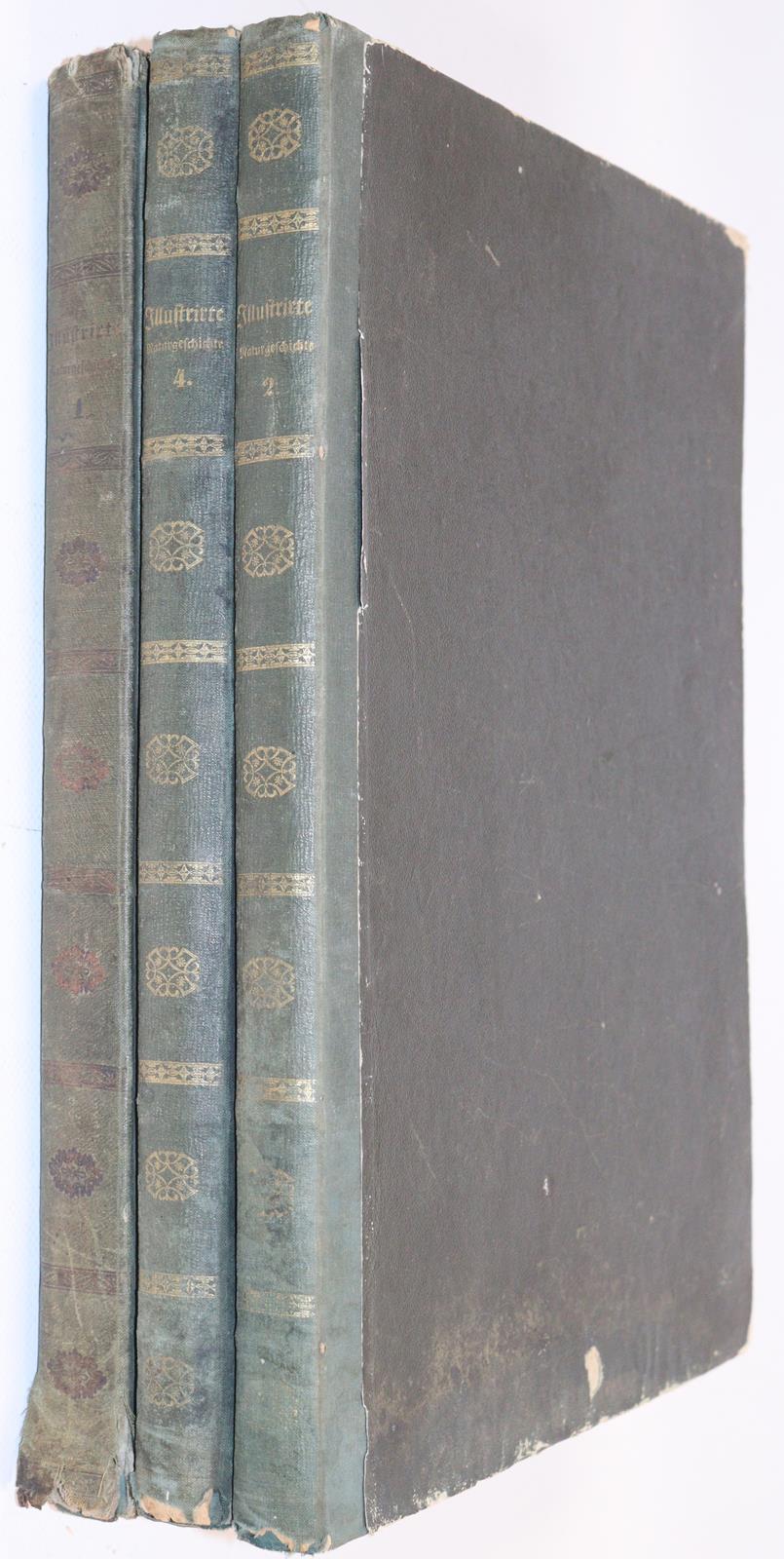 (Pöppig,E.). | Bild Nr.3