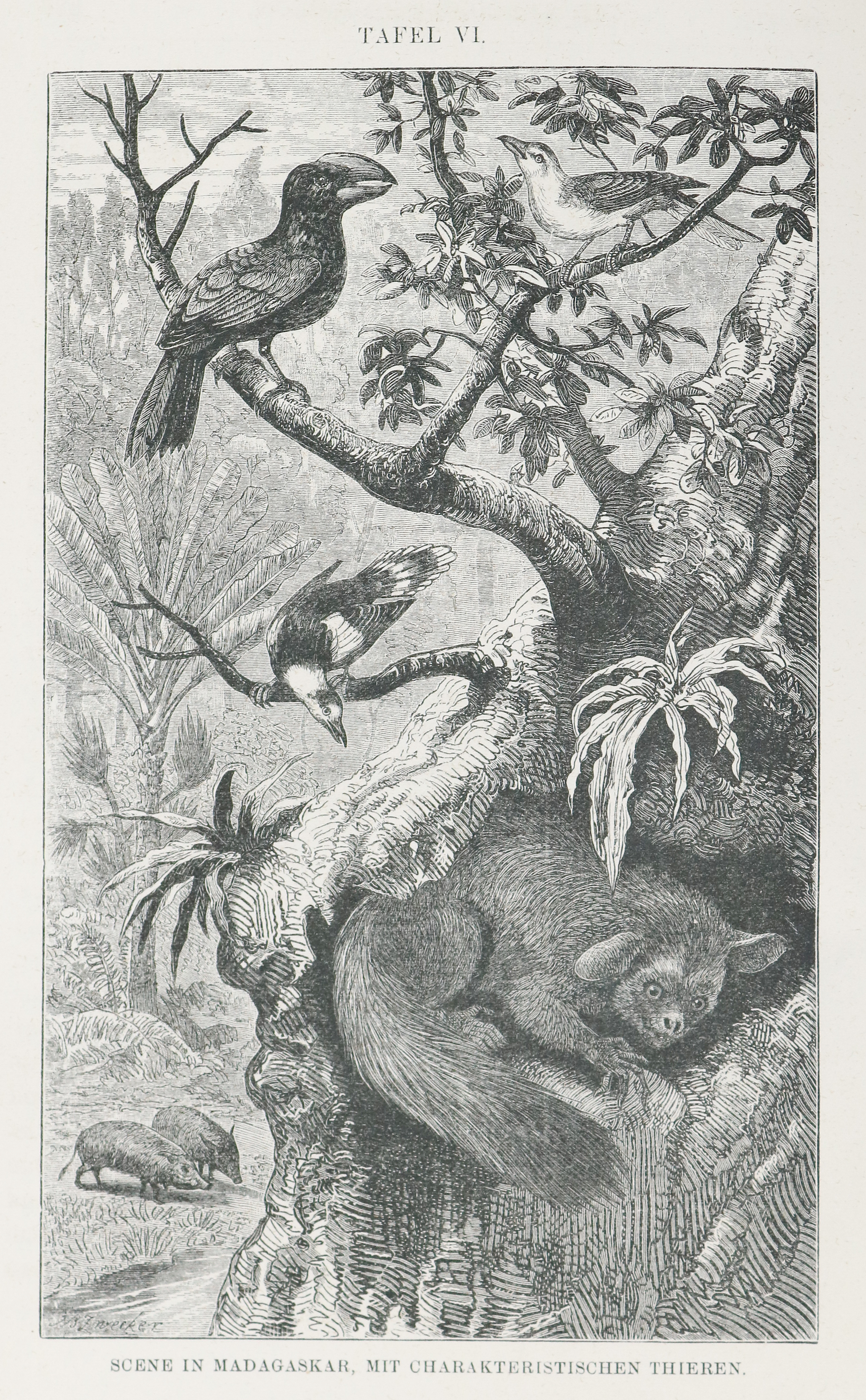 Wallace,A.R. | Bild Nr.1