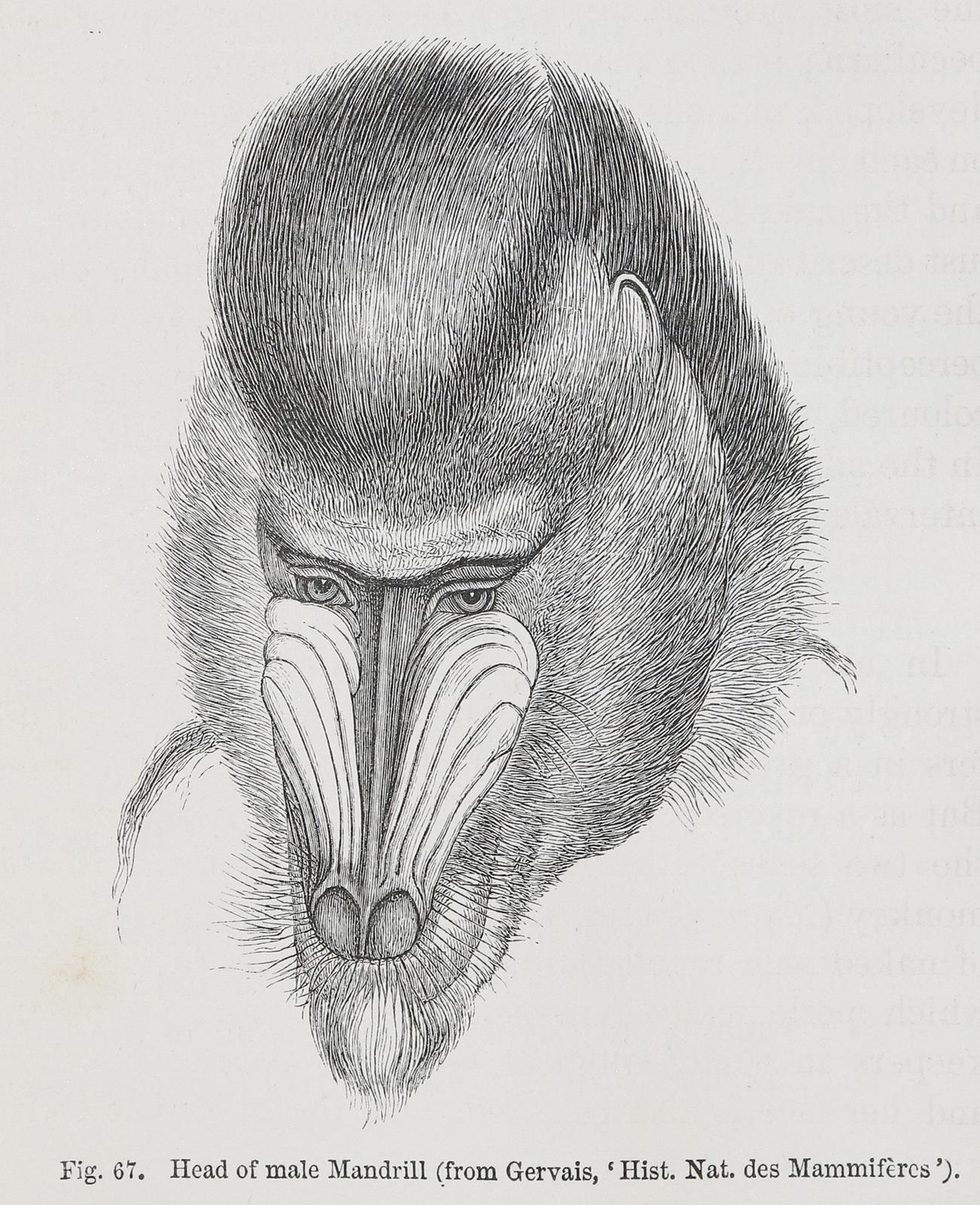 Darwin,Ch. | Bild Nr.1