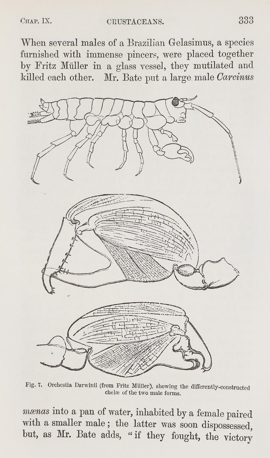 Darwin,Ch. | Bild Nr.2