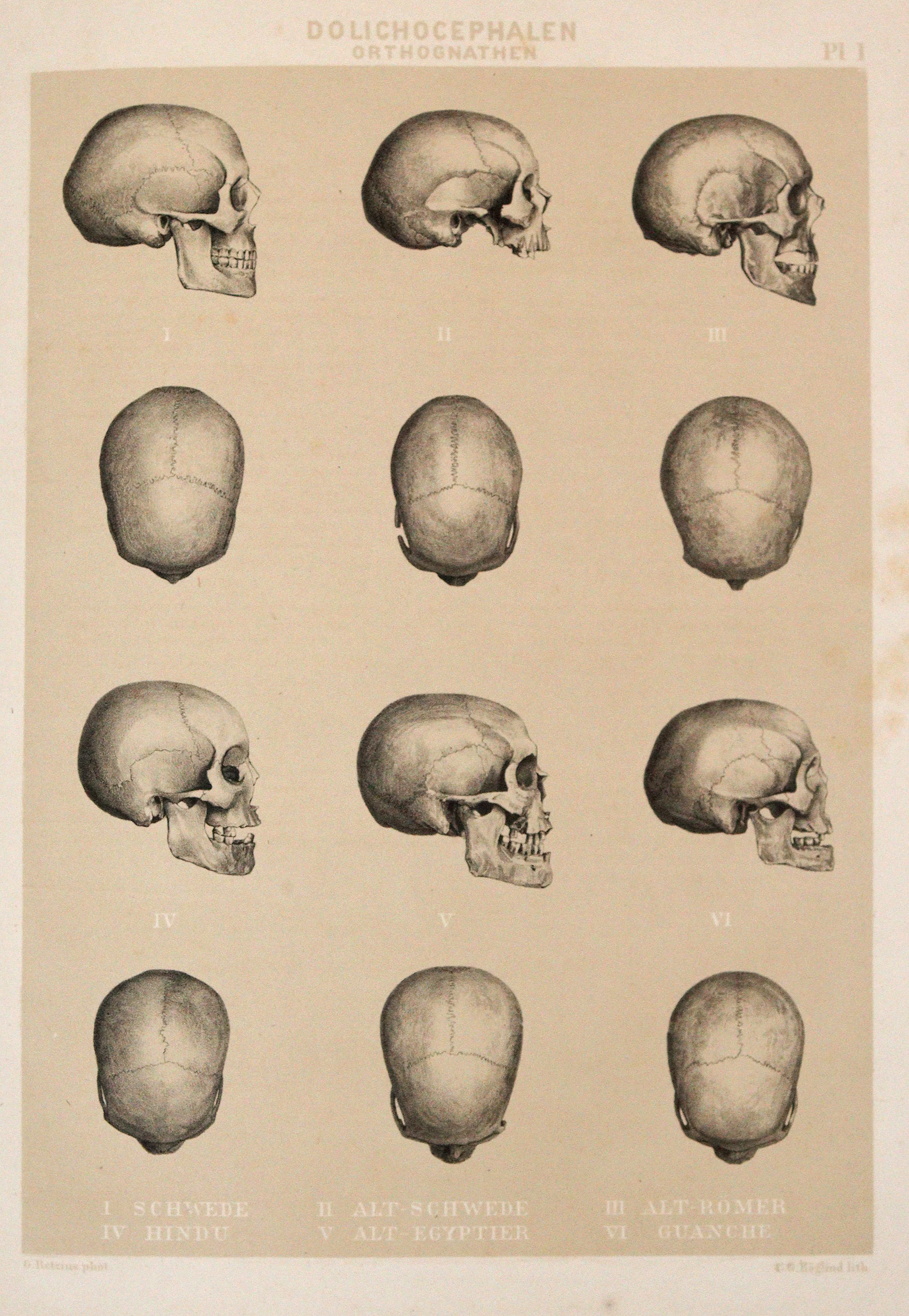 Retzius,A. | Bild Nr.3